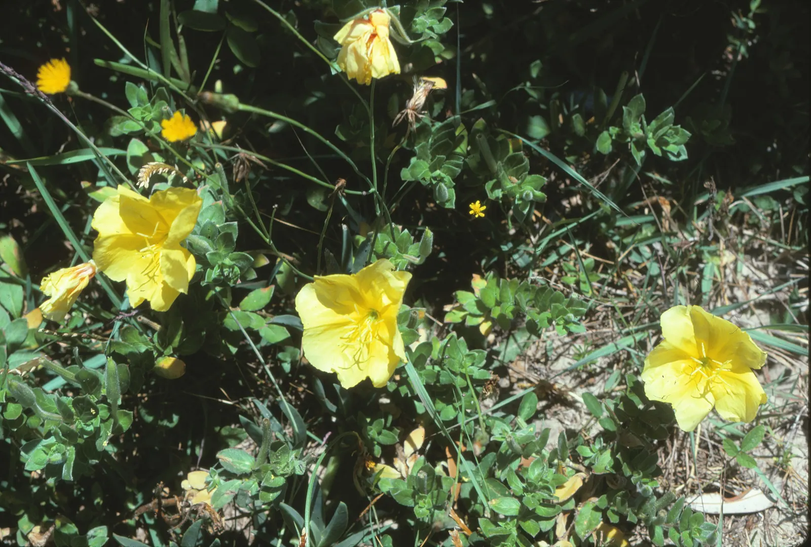 Beach Evening Primrose (Camissonia Cheiranthifolia) — a perennial treasure native to the coastal dunes of western North America; which mirrors its natural