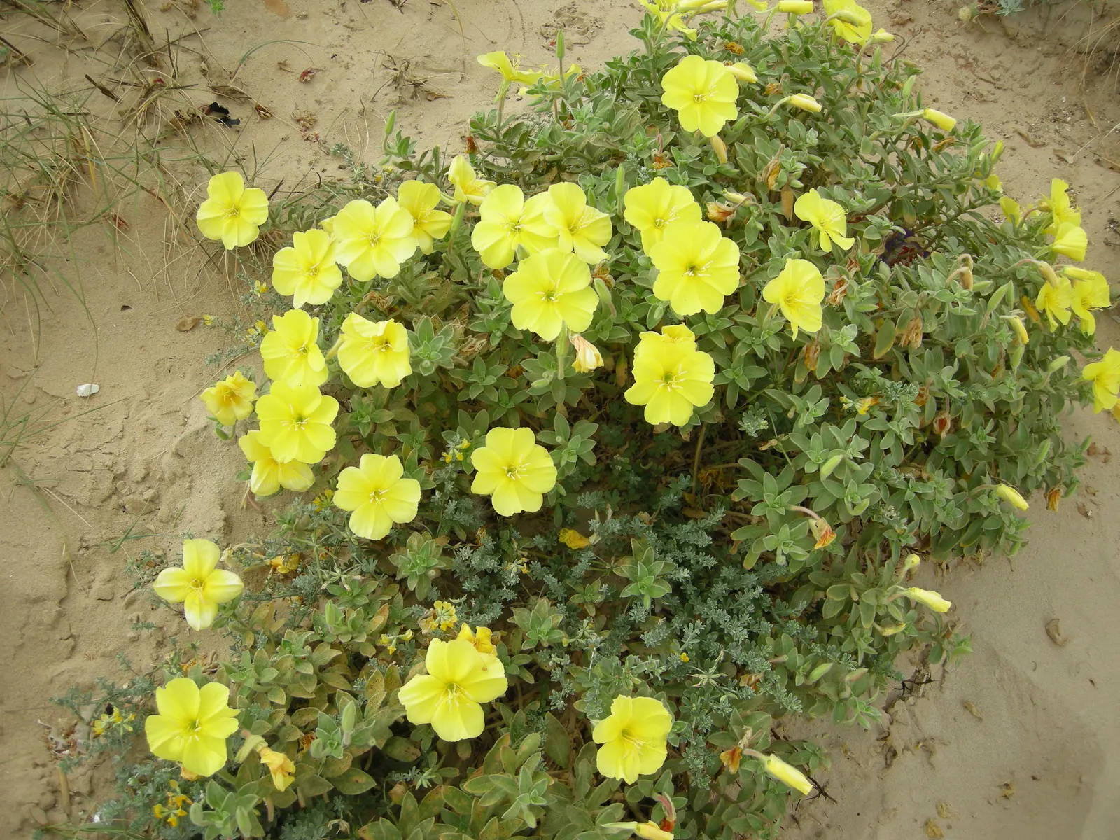 Beach Evening Primrose (Camissonia Cheiranthifolia) — requiring minimal supplemental irrigation once established.<br><br>For optimal vibrancy and, image 44