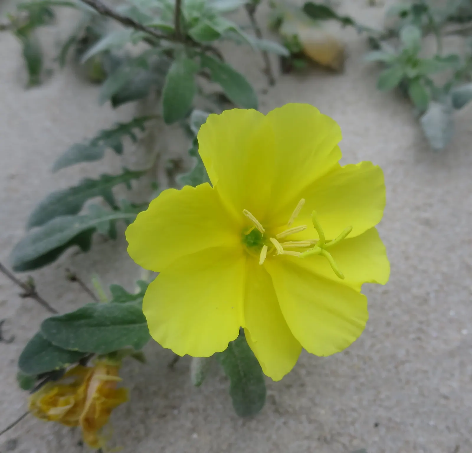 Beach Evening Primrose (Camissonia Cheiranthifolia) — requiring minimal supplemental irrigation once established.<br><br>For optimal vibrancy and health