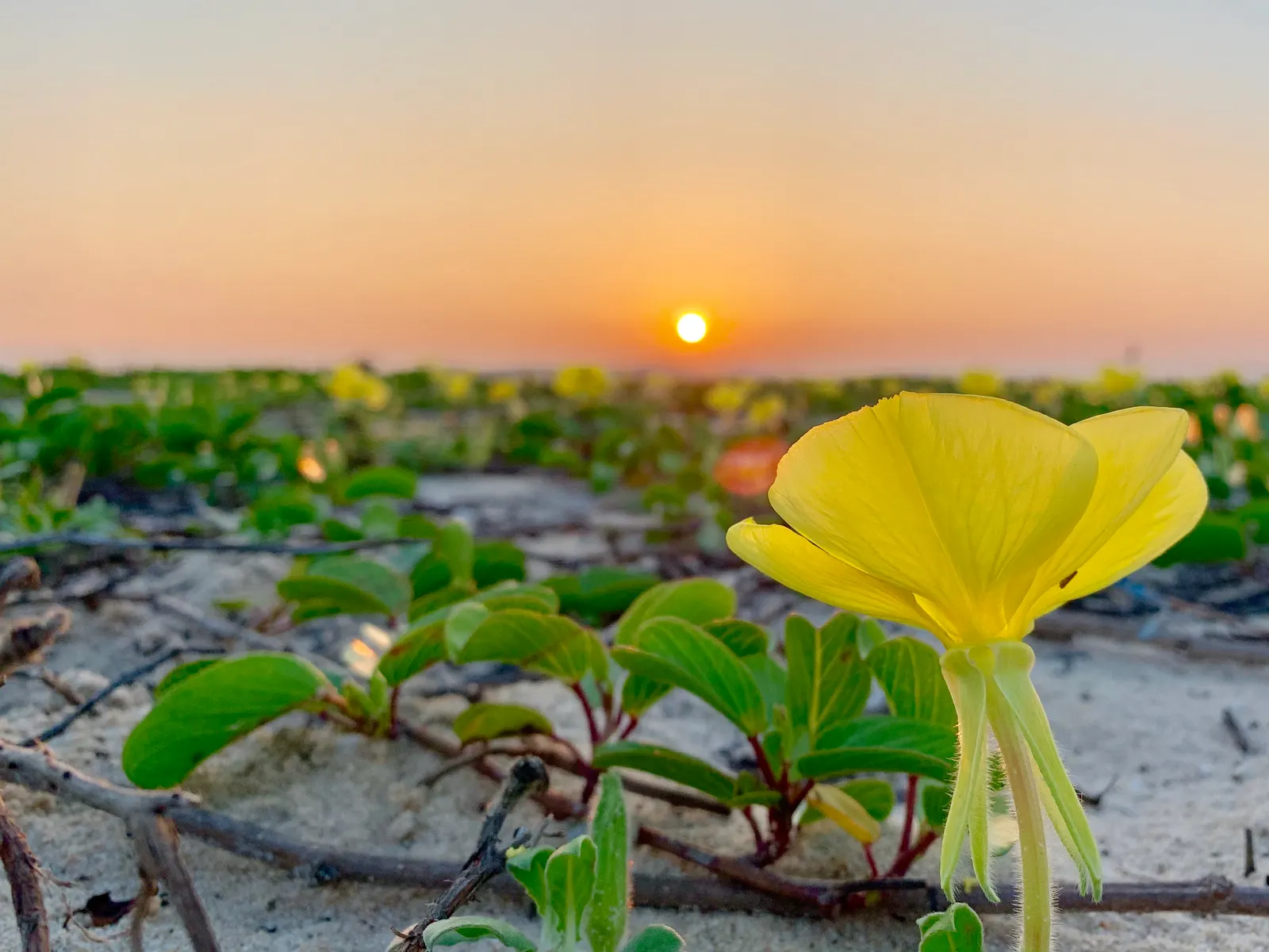 Beach Evening Primrose (Camissonia Cheiranthifolia) — yellow flowers in the garden