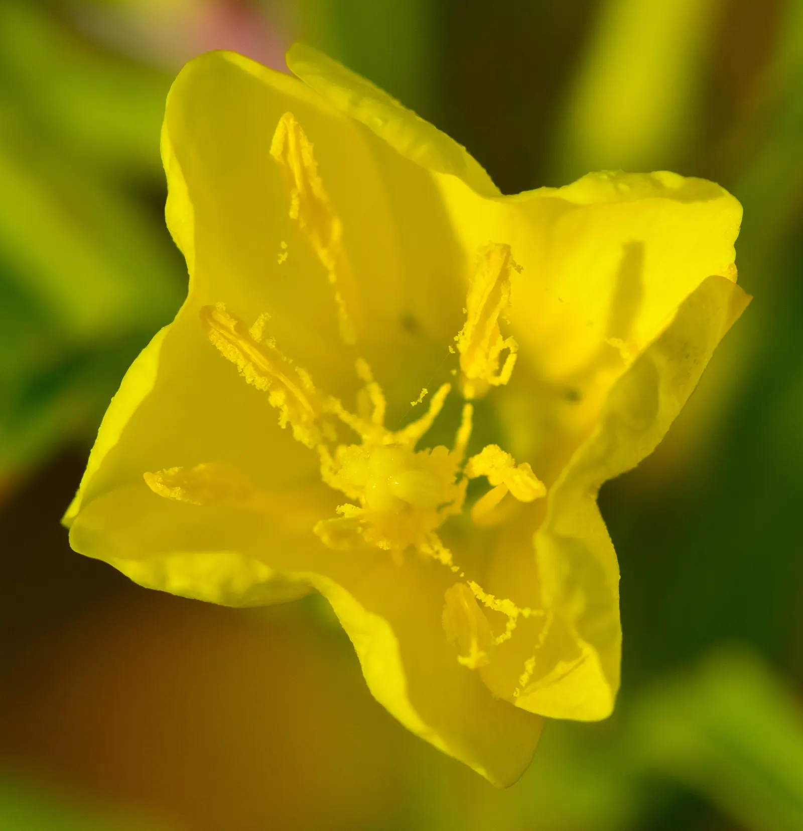 Beach Evening Primrose (Camissonia Cheiranthifolia) — weaving both beauty and function into the natural canvas