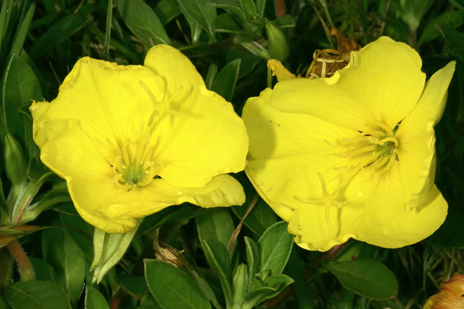 Beach Evening Primrose (Camissonia Cheiranthifolia) — Blooms appear mostly in spring and summer, offering excellent ground cover and erosion control