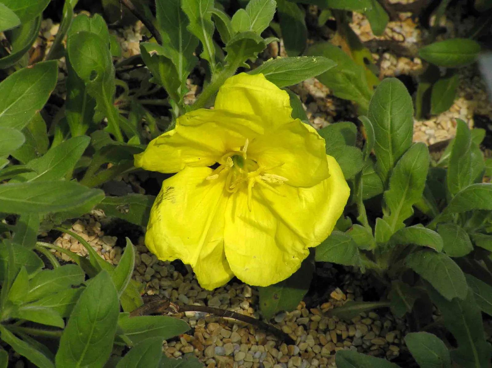 Beach Evening Primrose (Camissonia Cheiranthifolia) — attracting a range of beneficial pollinators to the garden