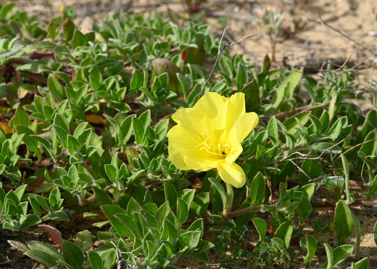 Beach Evening Primrose (Camissonia Cheiranthifolia) — reaching up to 12 inches high and spreading 18-24 inches