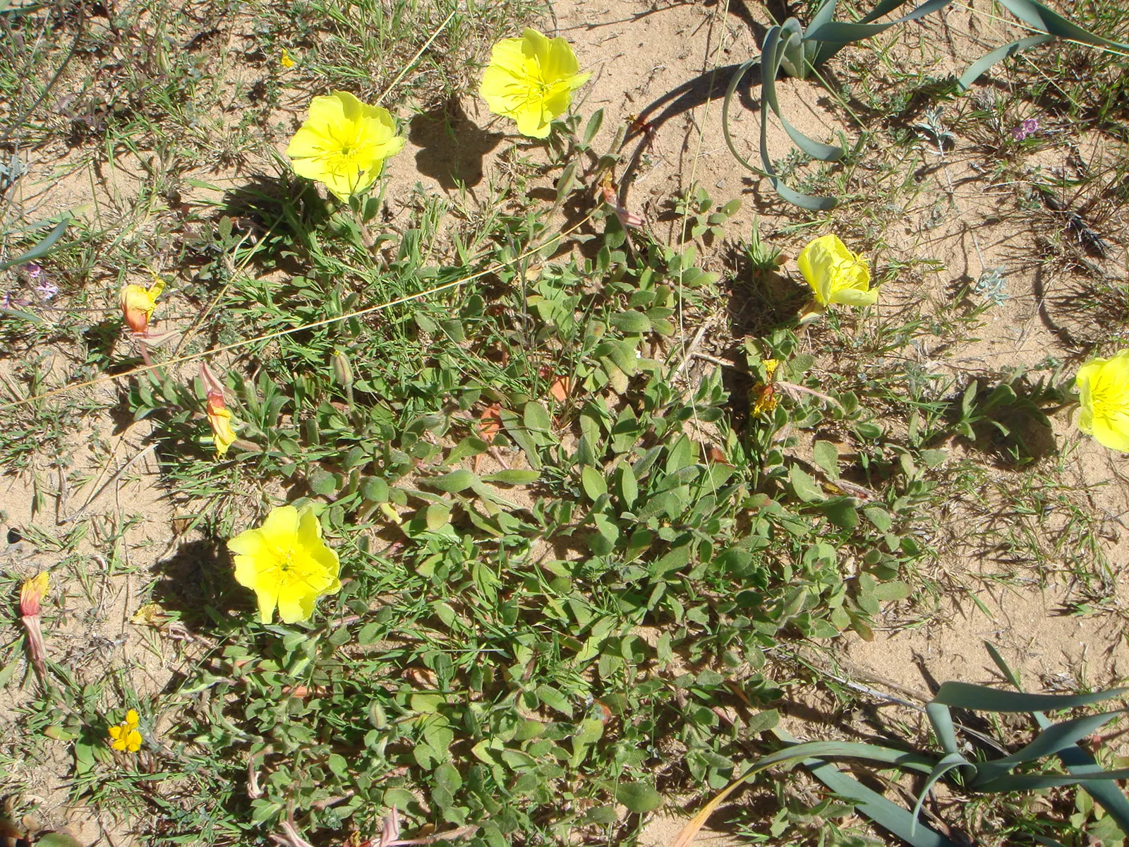 Beach Evening Primrose (Camissonia Cheiranthifolia) — This easy-care plant offers a captivating and practical addition to any coastal garden scheme