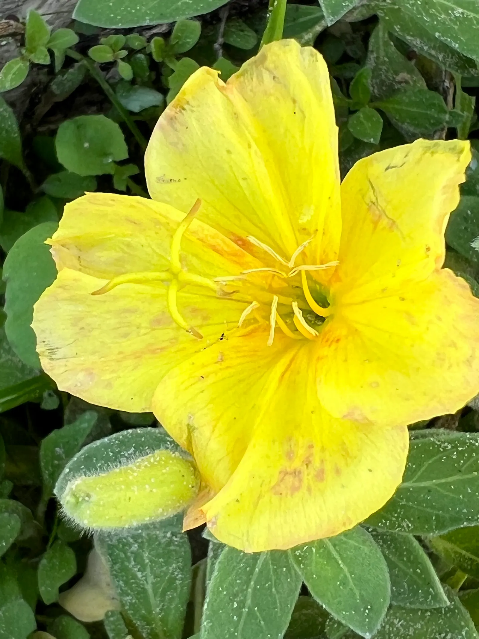 Beach Evening Primrose (Camissonia Cheiranthifolia) — is an excellent choice for a seaside-inspired landscape
