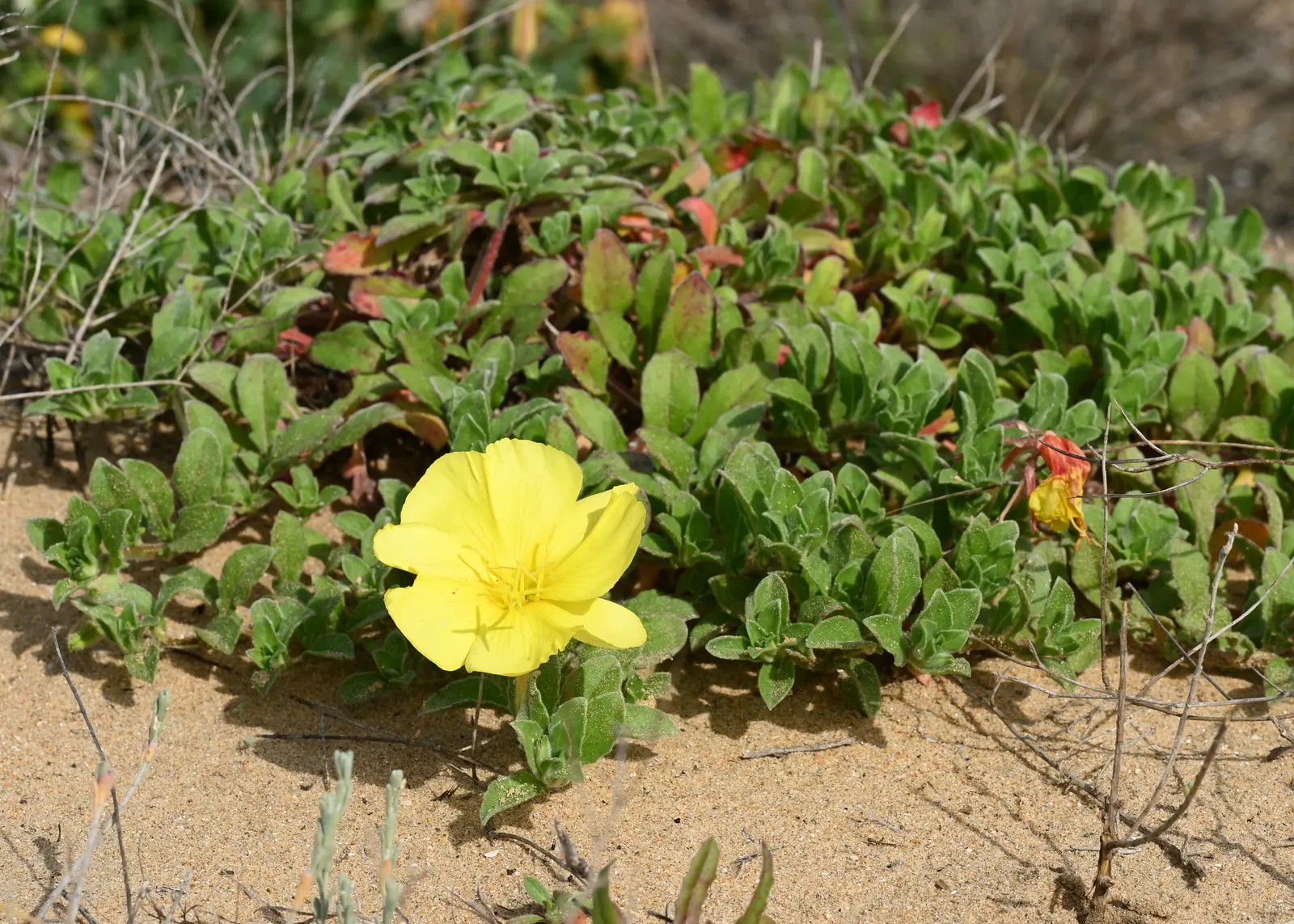 Beach Evening Primrose (Camissonia Cheiranthifolia) — Beach Evening Primrose (Camissoniopsis cheiranthifolia) is a durable, native perennial, image 29