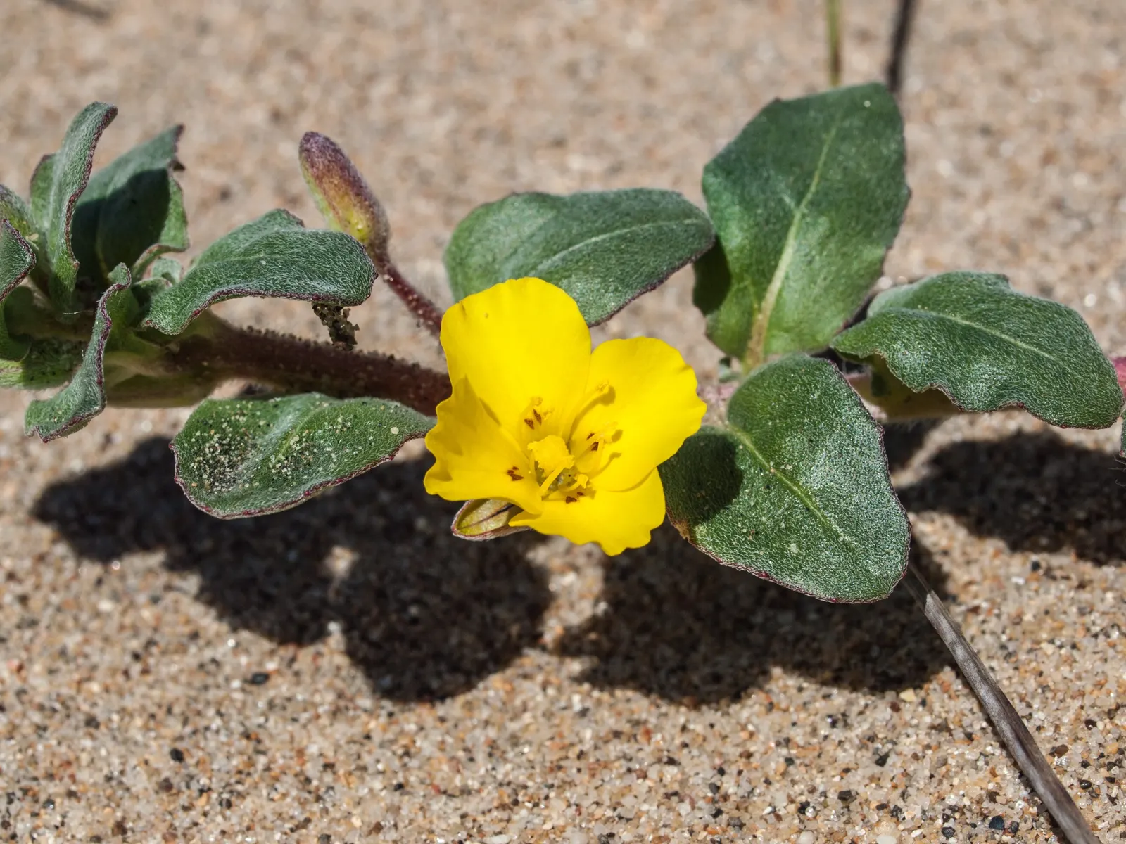 Beach Evening Primrose (Camissonia Cheiranthifolia) — It is adept at stabilizing soil