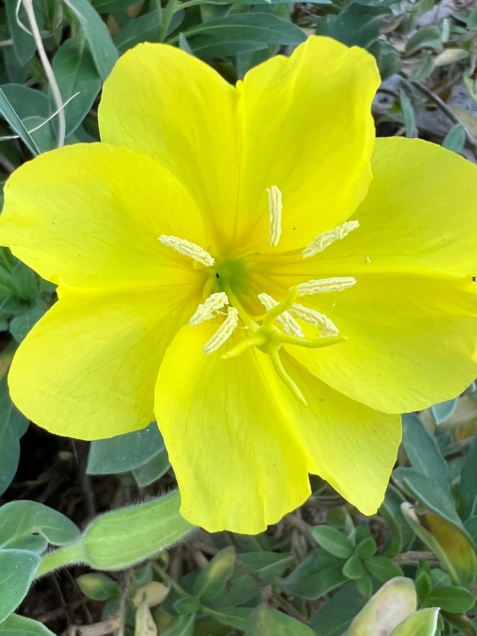 Beach Evening Primrose (Camissonia Cheiranthifolia) — The Beach Evening Primrose (Camissonia cheiranthifolia)
