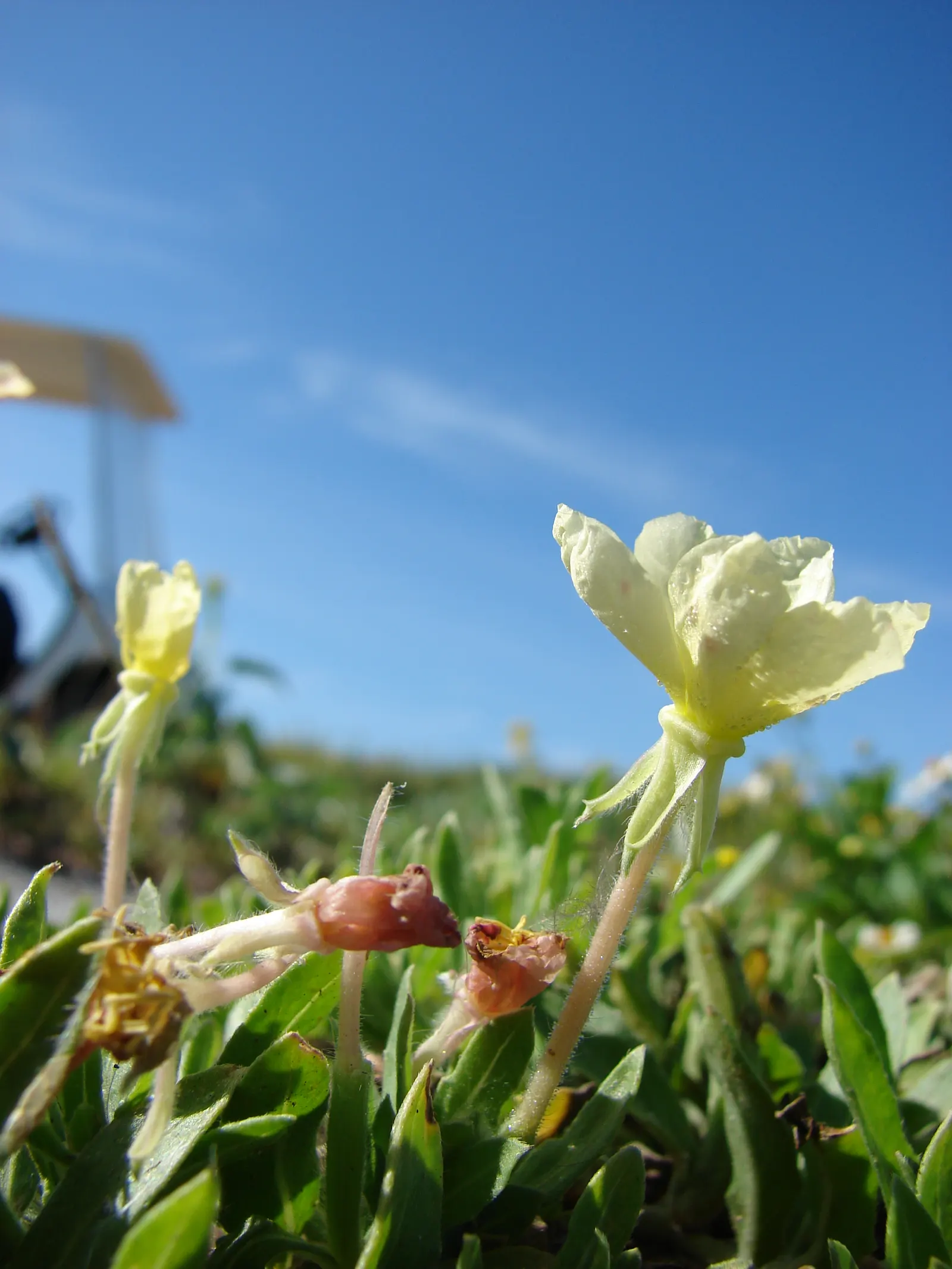 Beach Evening Primrose (Camissonia Cheiranthifolia) — ground cover / perennial with yellow blooms