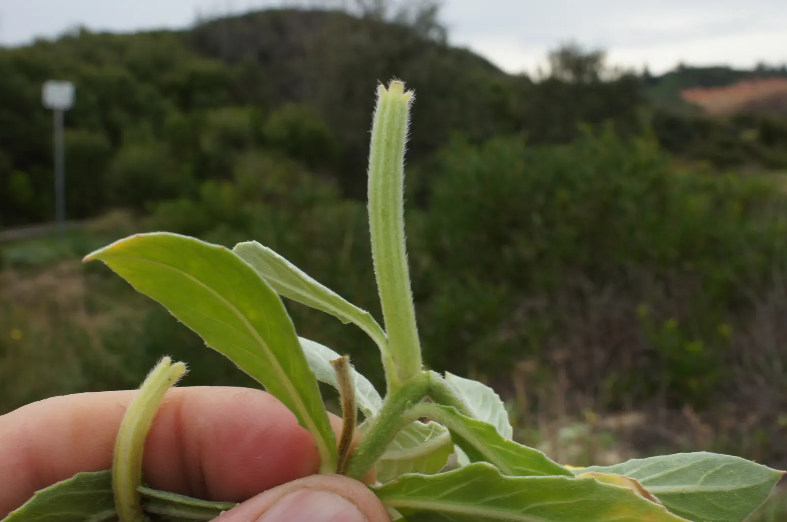 Beach Evening Primrose (Camissonia Cheiranthifolia) — or use it in containers for a controlled yet lush display