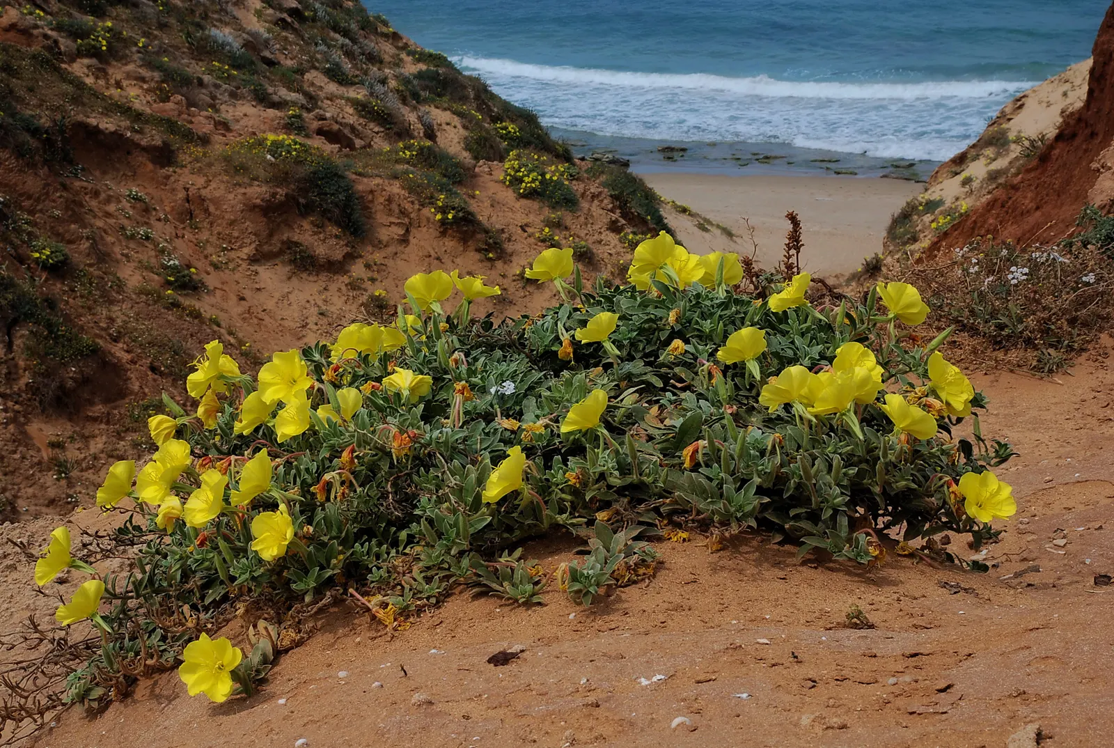 Beach Evening Primrose (Camissonia Cheiranthifolia) — this primrose prefers full sun exposure; blooms appear mostly in spring and summer, offering excellent