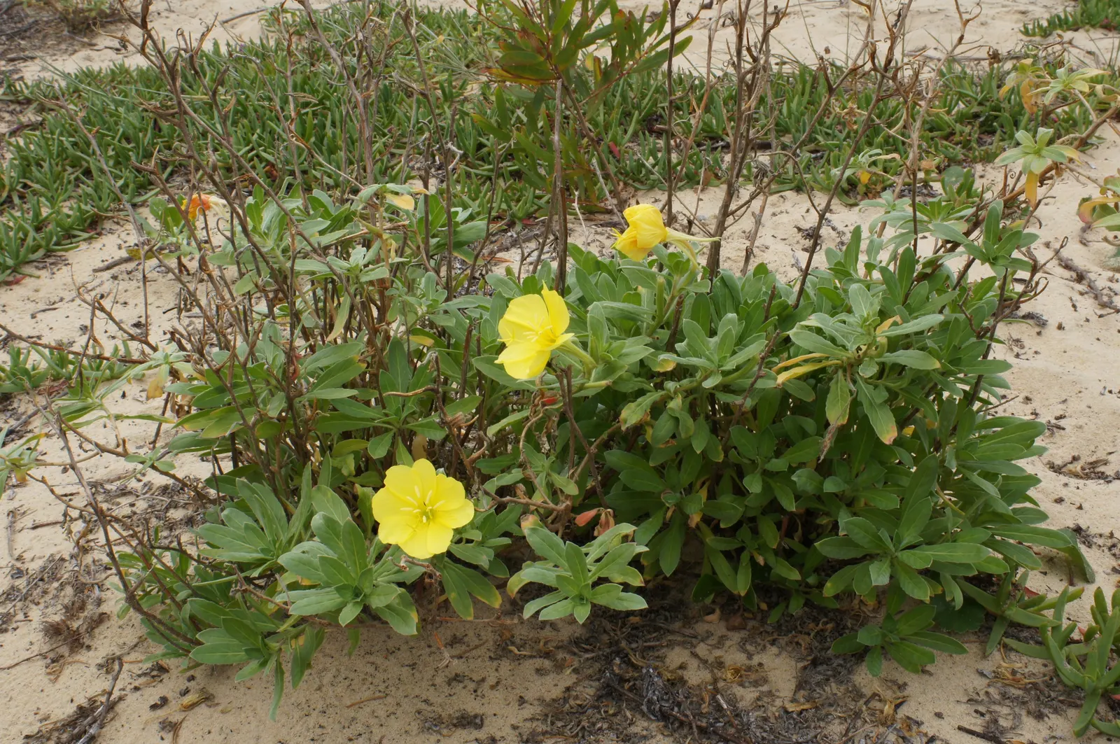 Beach Evening Primrose (Camissonia Cheiranthifolia) — The plant's Xerophytic adaptations make it well-suited for drought-tolerant landscapes; which mirrors its