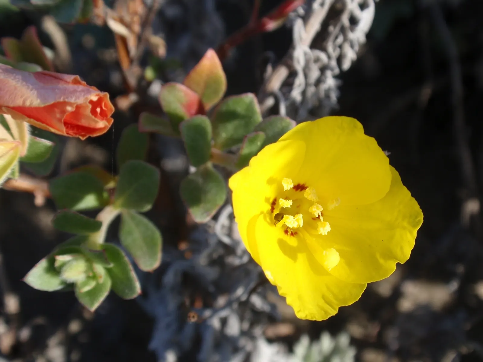 Beach Evening Primrose (Camissonia Cheiranthifolia) — The plant's Xerophytic adaptations make it well-suited for drought-tolerant landscapes