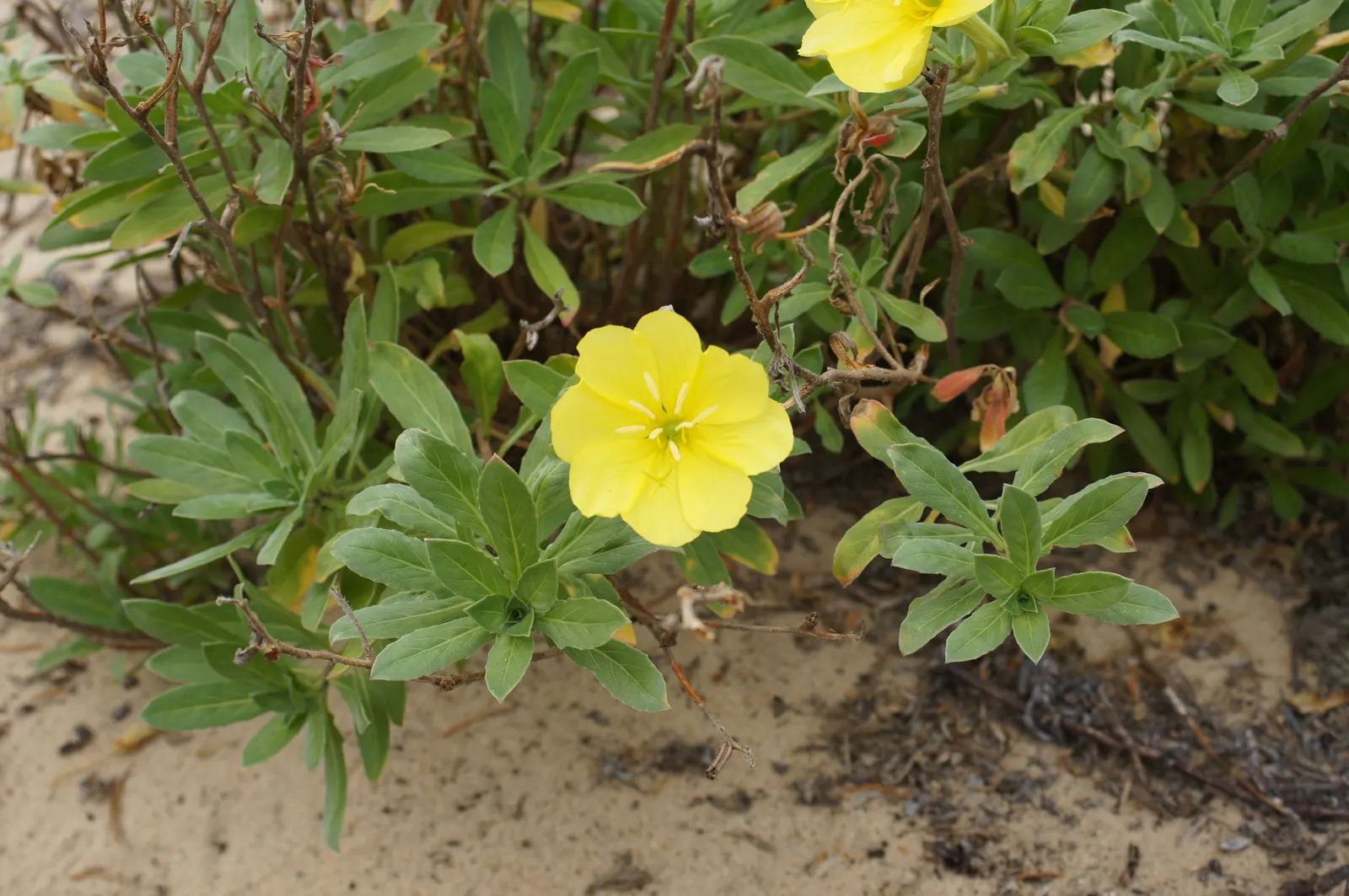 Beach Evening Primrose (Camissonia Cheiranthifolia) — Beach Evening Primrose (Camissoniopsis cheiranthifolia) is a durable, native perennial thriving in sandy