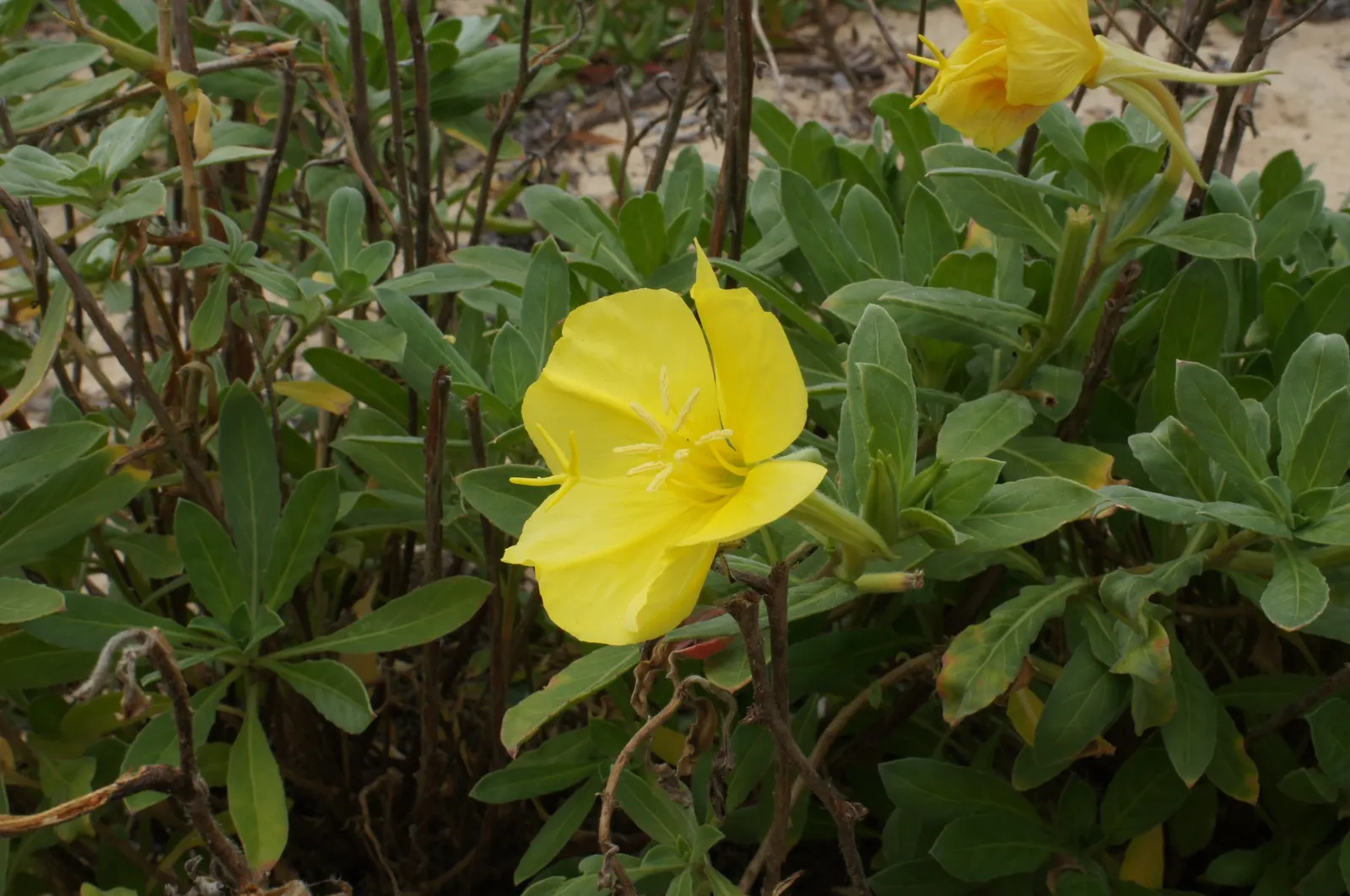 Beach Evening Primrose (Camissonia Cheiranthifolia) — is an excellent choice for a seaside-inspired landscape; weaving both beauty and function into the