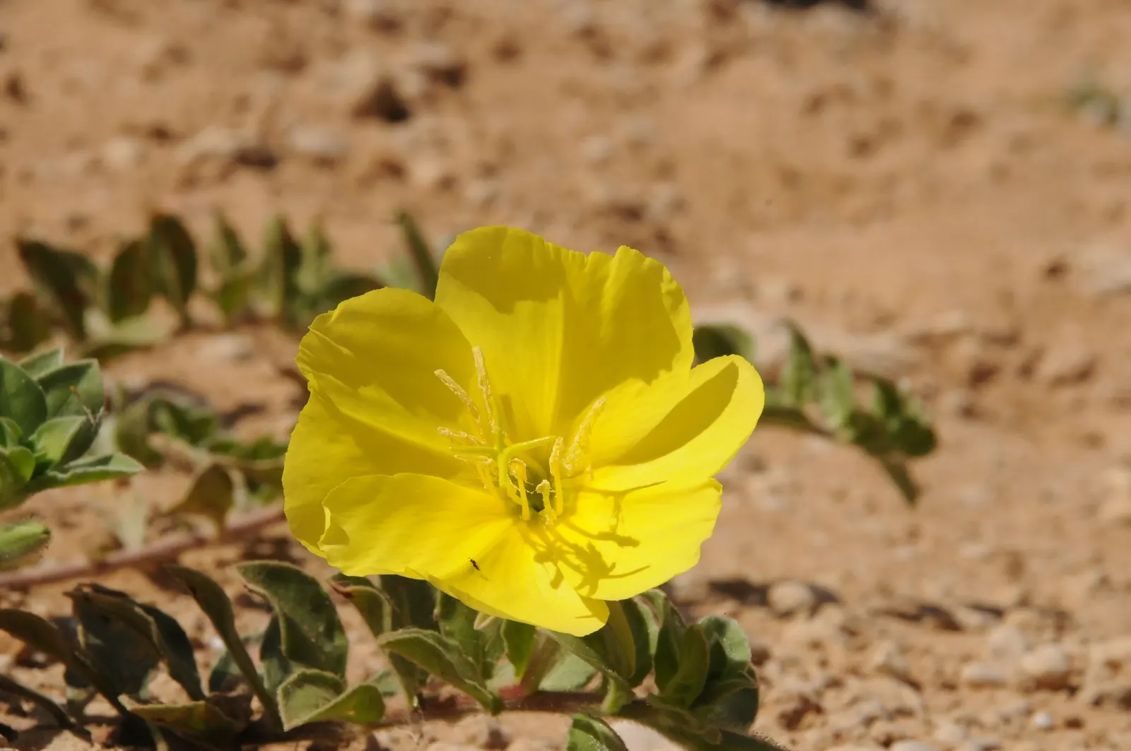 Beach Evening Primrose (Camissonia Cheiranthifolia) — Prefers full sun and tolerates drought, salt spray, making it ideal for coastal gardens