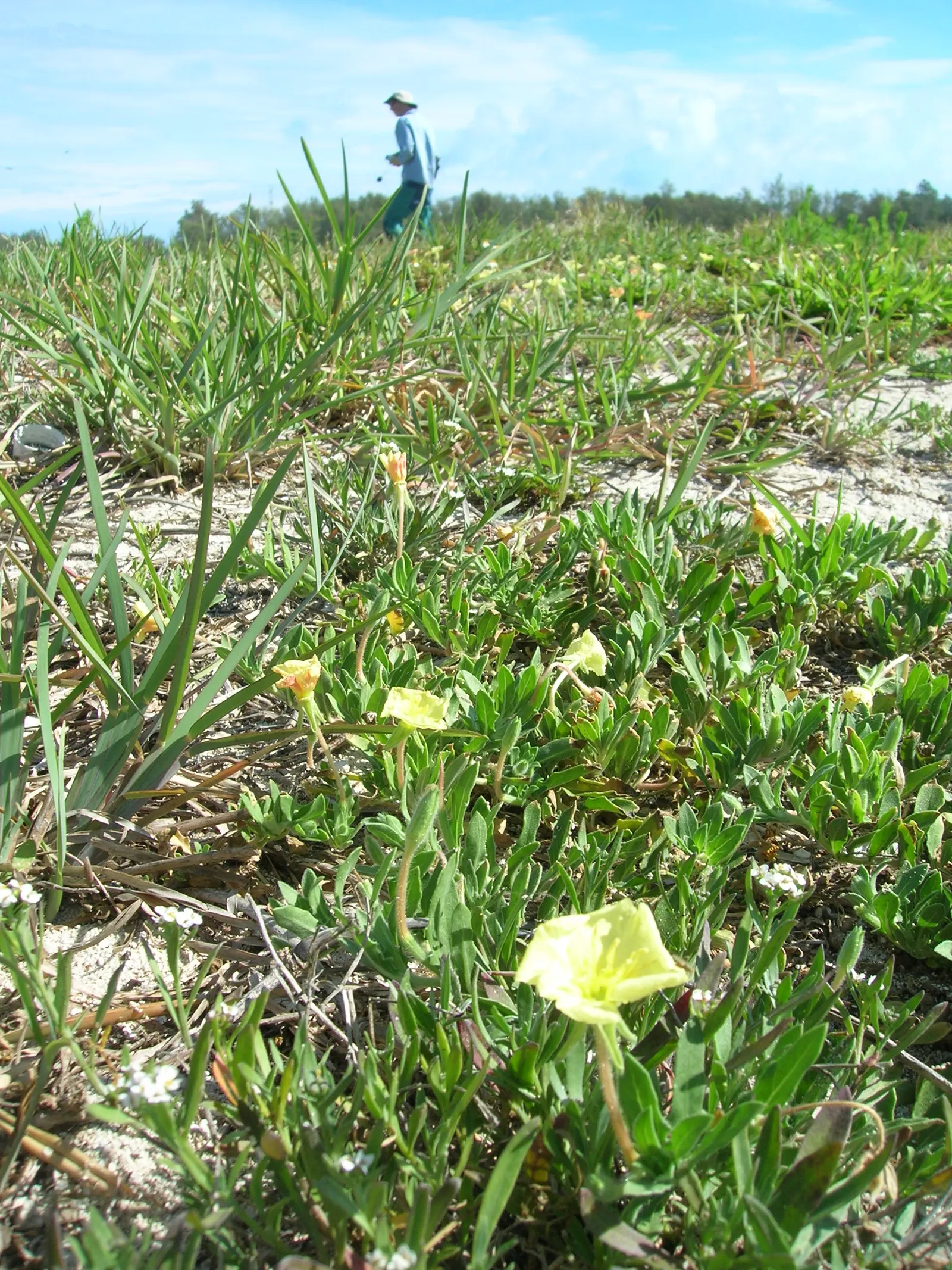 Beach Evening Primrose (Camissonia Cheiranthifolia) — When integrating the Beach Evening Primrose into your design