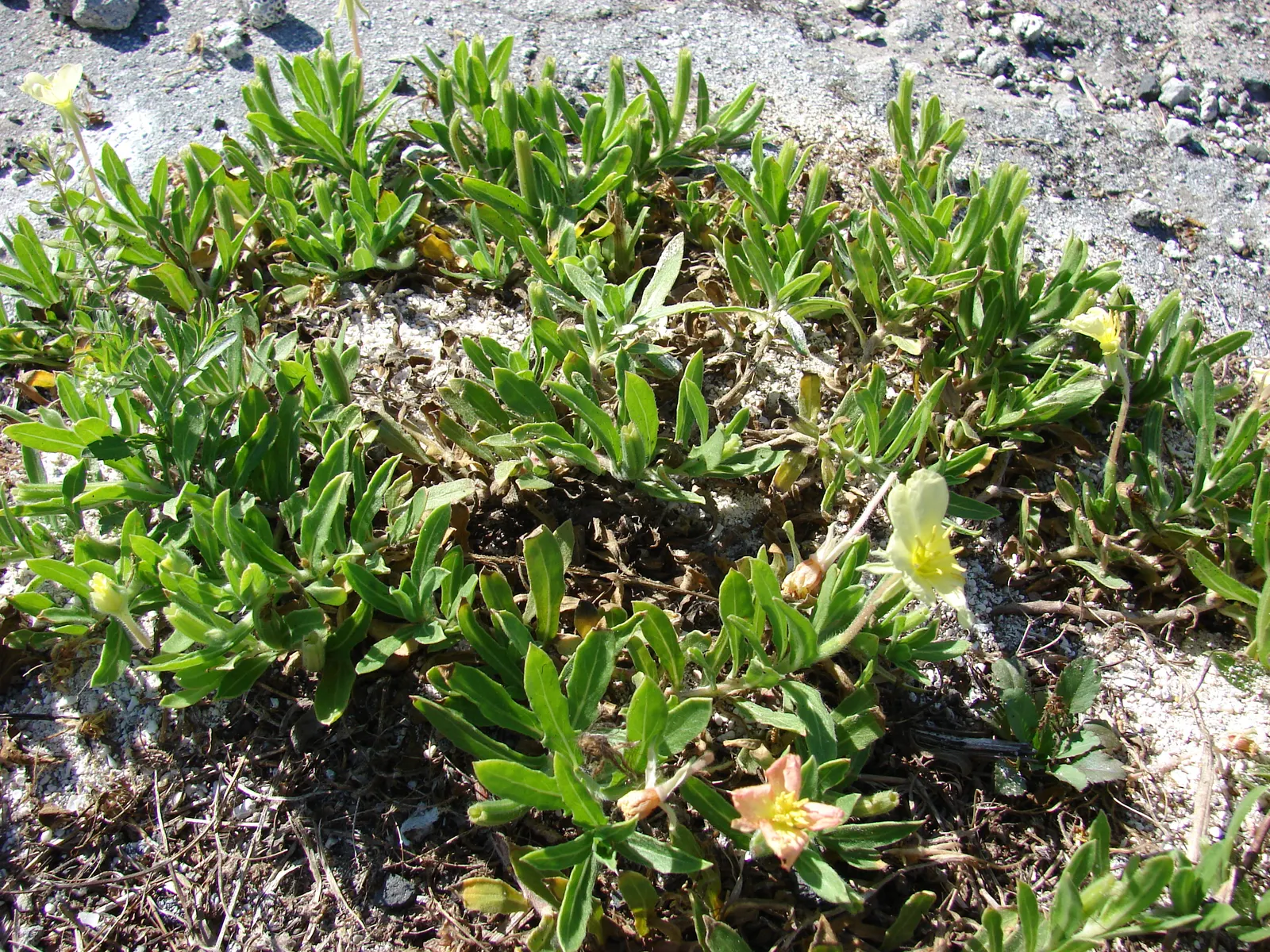 Beach Evening Primrose (Camissonia Cheiranthifolia) — consider its spreading behavior and plan for ample space