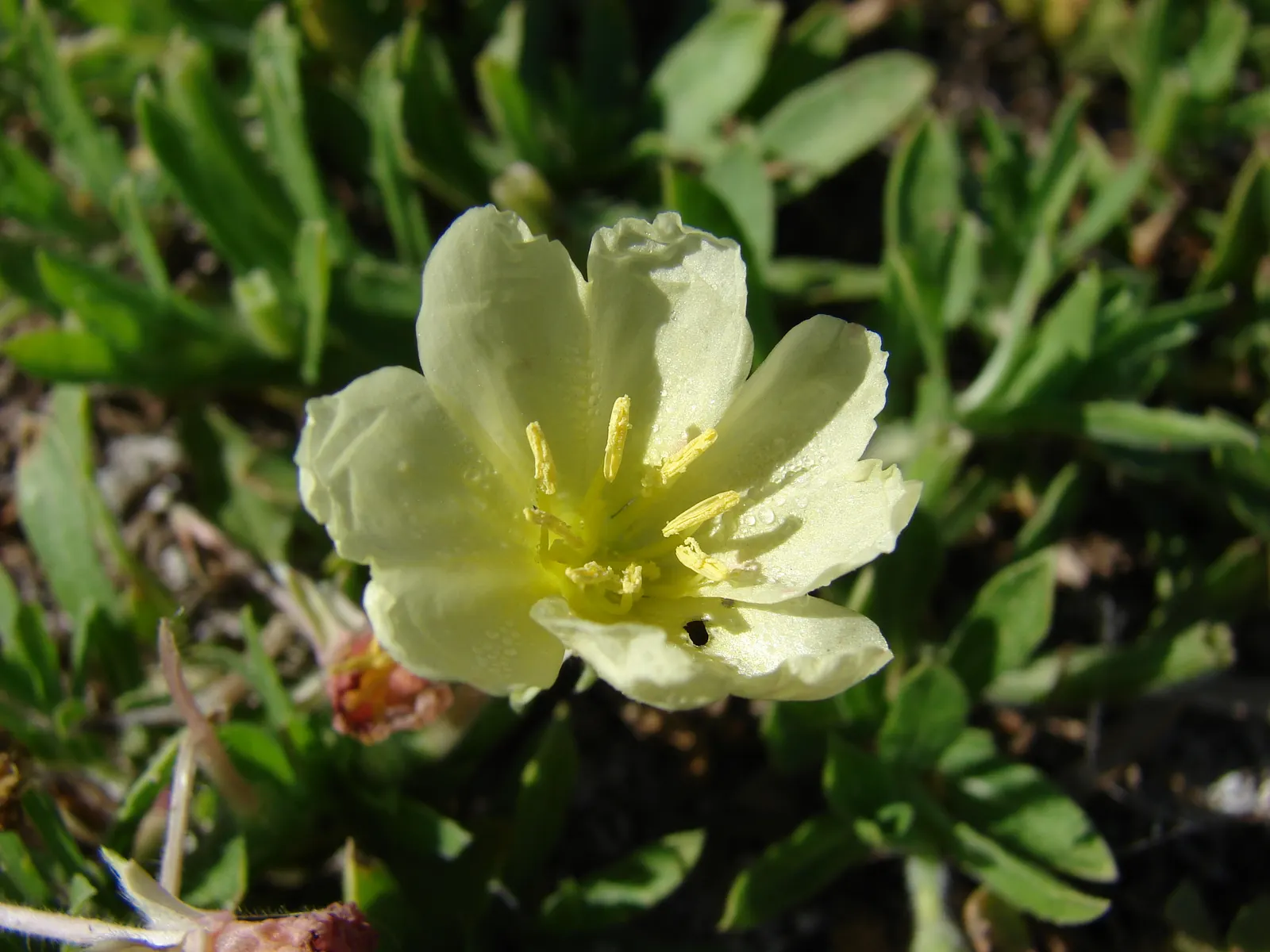 Beach Evening Primrose (Camissonia Cheiranthifolia) — Blooms appear mostly in spring and summer, offering excellent ground cover and erosion control; weaving