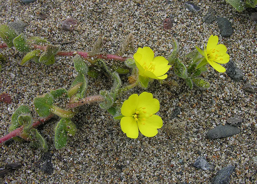 Beach Evening Primrose (Camissonia Cheiranthifolia) — the Beach Evening Primrose dazzles with bright yellow flowers approximately 1 to 2 inches in, image 40