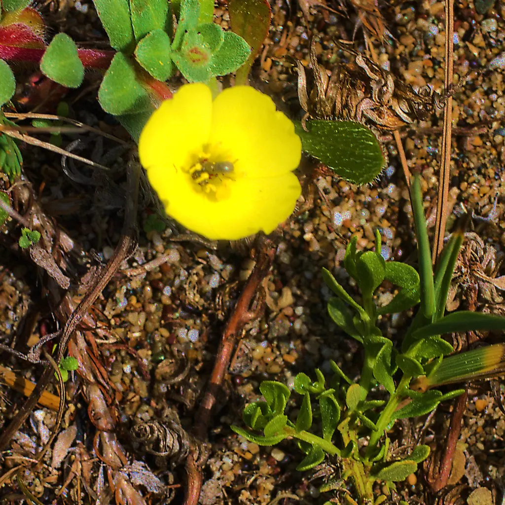 Beach Evening Primrose (Camissonia Cheiranthifolia) — the Beach Evening Primrose dazzles with bright yellow flowers approximately 1 to 2 inches in diameter