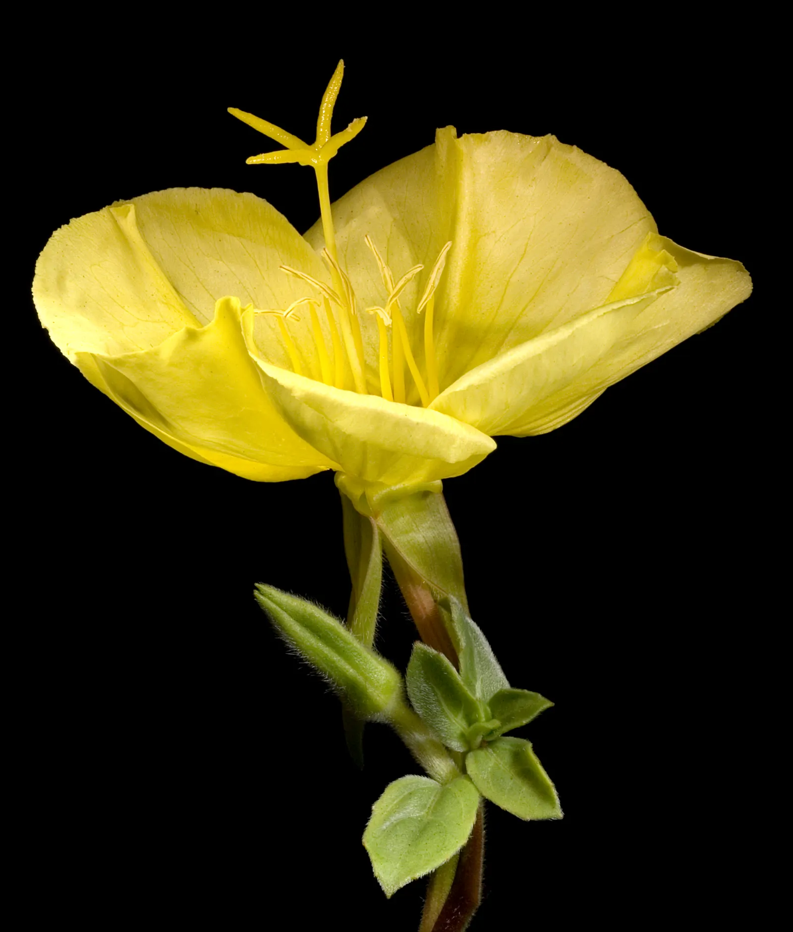 Beach Evening Primrose (Camissonia Cheiranthifolia) — Prefers full sun and tolerates drought, salt spray, making it ideal for coastal gardens; blooms appear