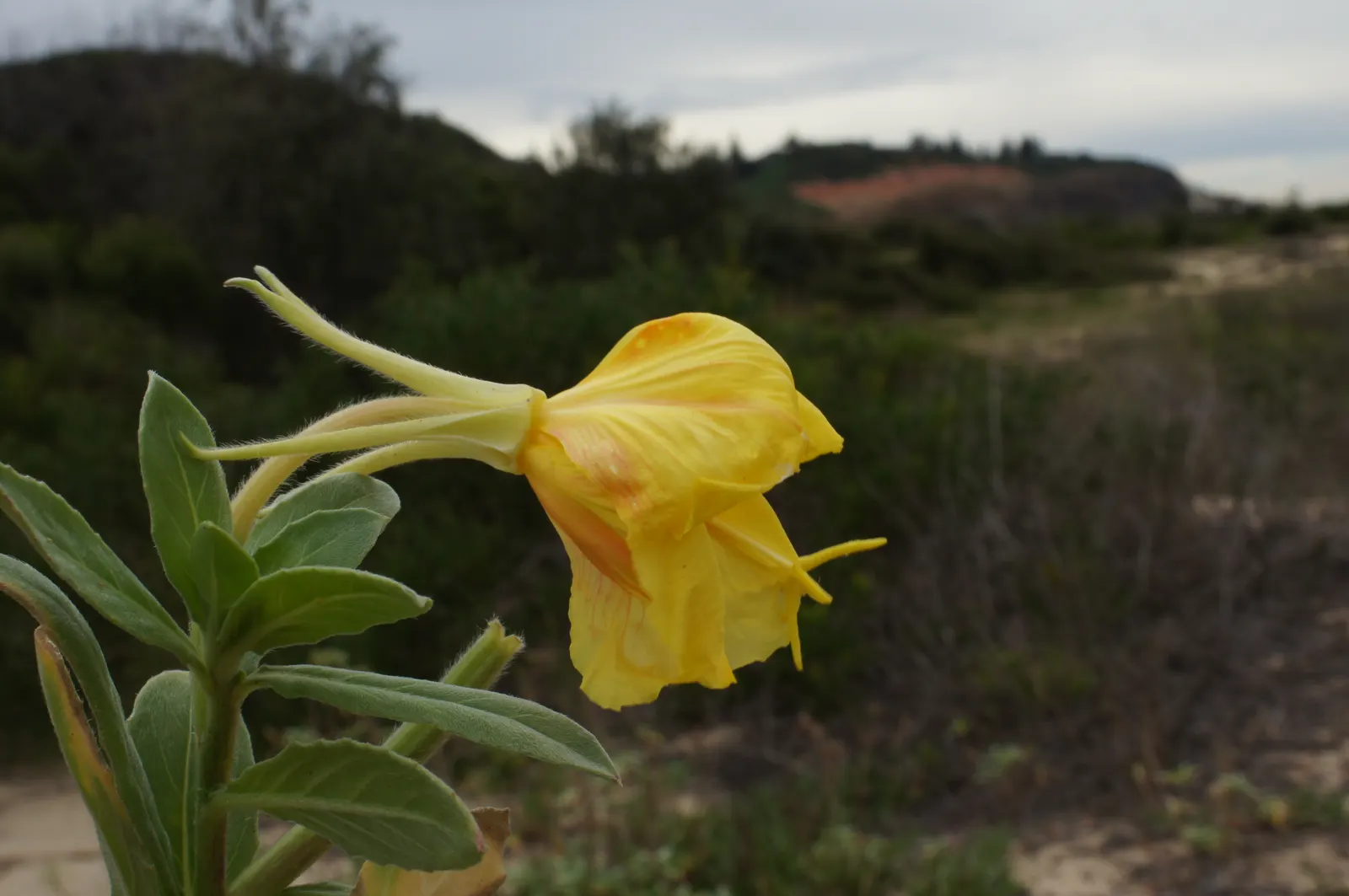 Beach Evening Primrose (Camissonia Cheiranthifolia) — reaching up to 12 inches high and spreading 18-24 inches; it boasts a sprawling habit