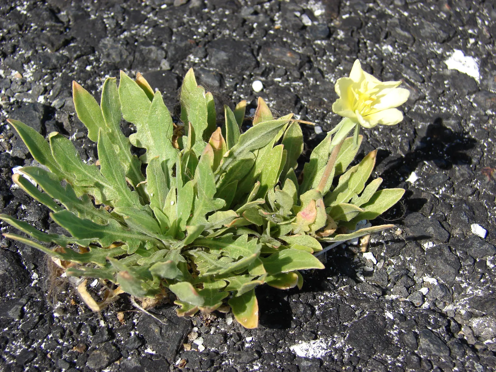 Beach Evening Primrose (Camissonia Cheiranthifolia) — These blooms unfurl their petals during daylight hours from early spring into the warm days, image 41