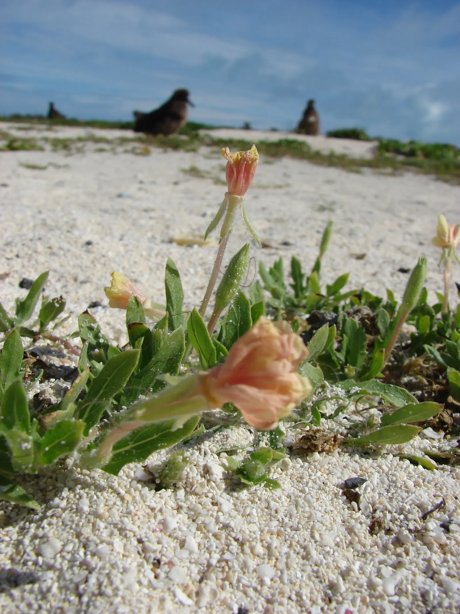 Beach Evening Primrose (Camissonia Cheiranthifolia) — reducing erosion with its deep root system - a valuable trait for beachfront properties