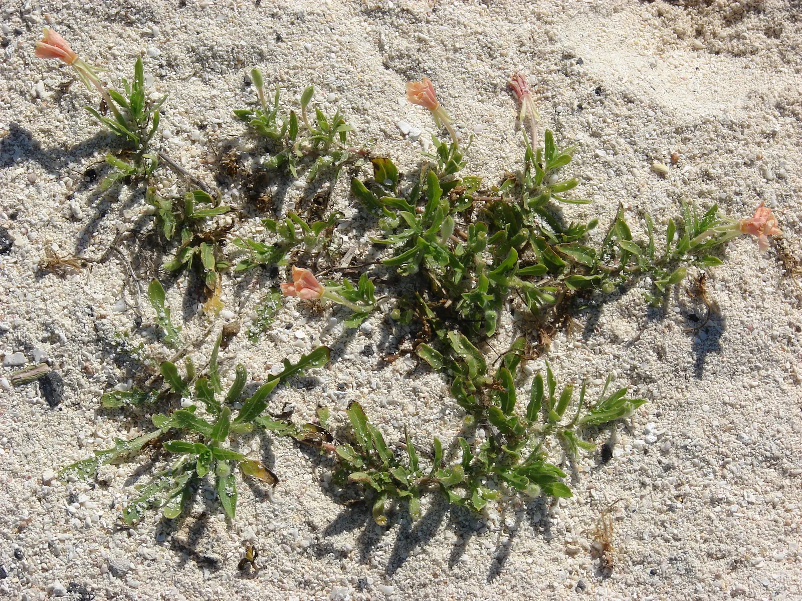 Beach Evening Primrose (Camissonia Cheiranthifolia) — this low-growing species flourishes in USDA hardiness zones 8 to 10; it boasts a sprawling habit