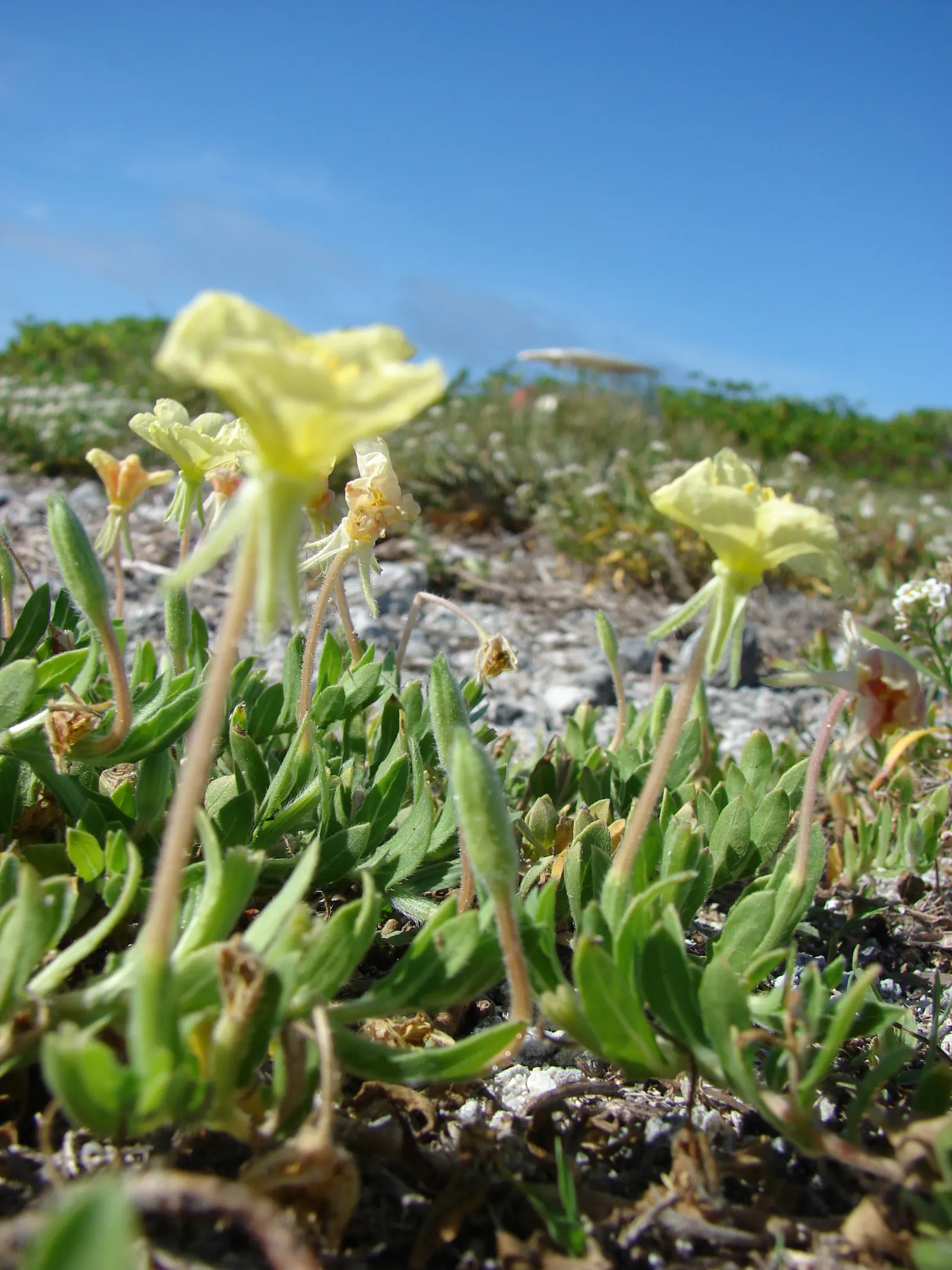 Beach Evening Primrose (Camissonia Cheiranthifolia) — attracting a range of beneficial pollinators to the garden; it boasts a sprawling habit