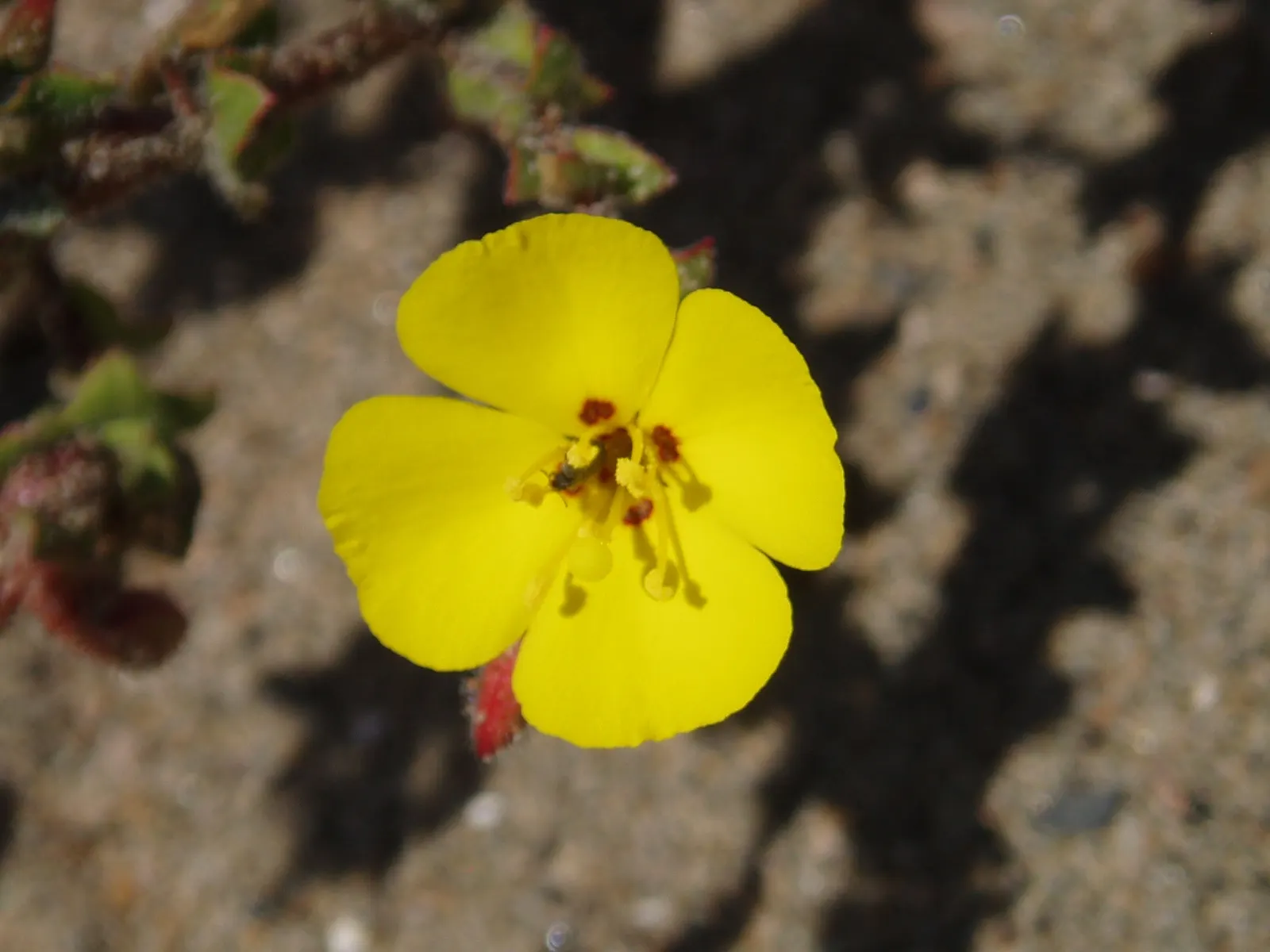 Beach Evening Primrose (Camissonia Cheiranthifolia) — It boasts a sprawling habit