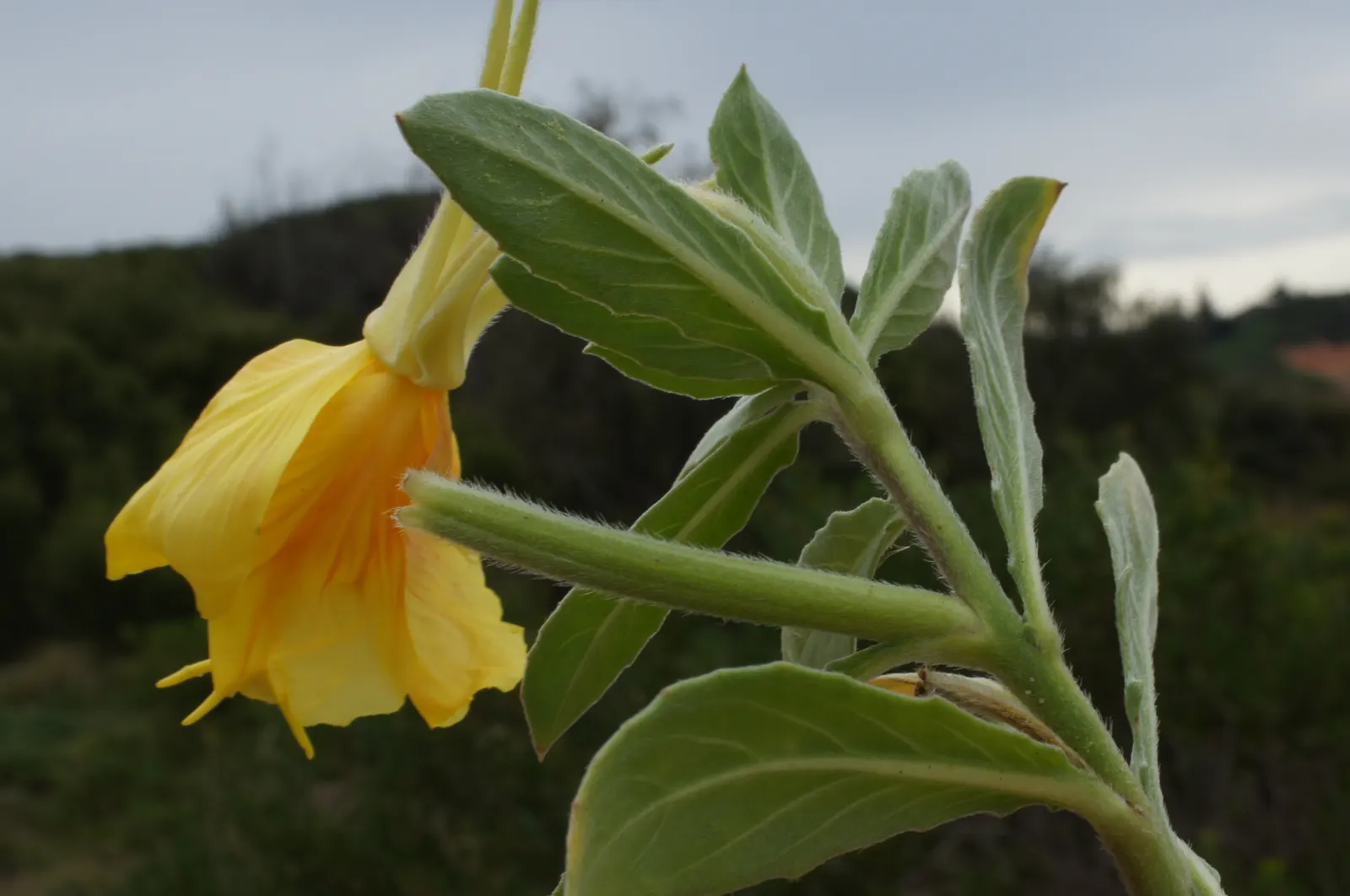 Beach Evening Primrose (Camissonia Cheiranthifolia) — It boasts a sprawling habit; which mirrors its natural coastal habitat