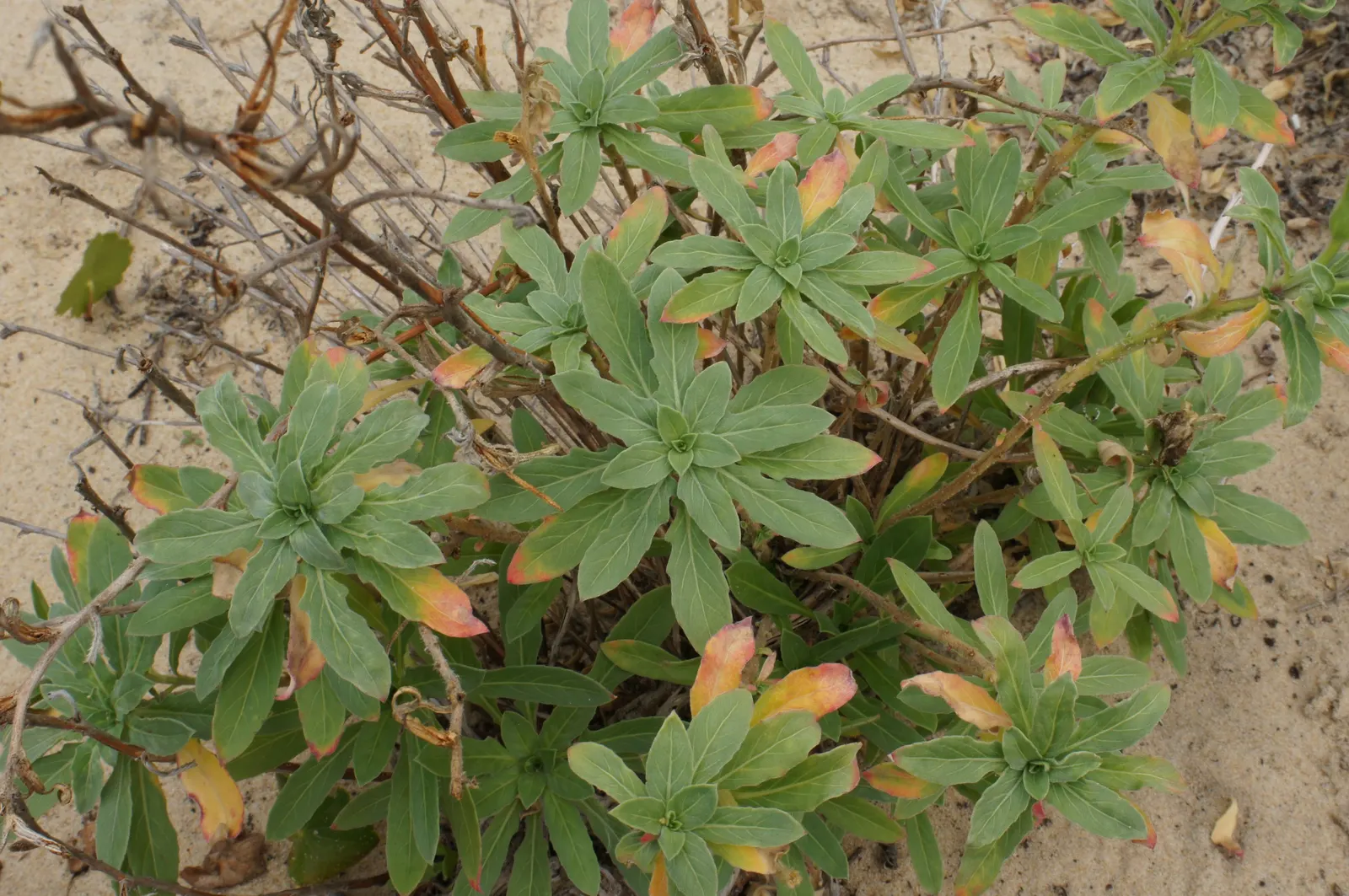 Beach Evening Primrose (Camissonia Cheiranthifolia) — ground cover / perennial for full or half