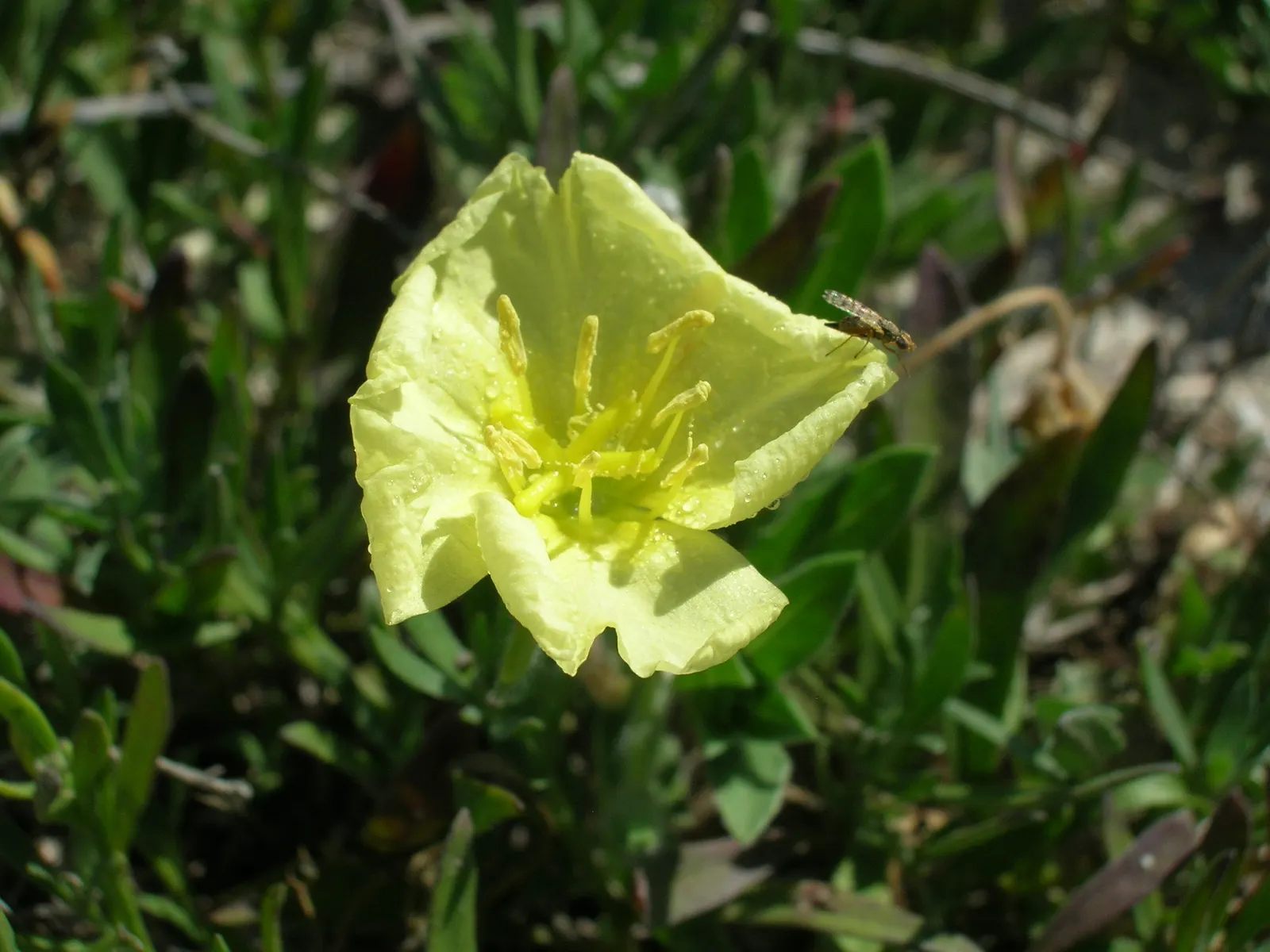 Beach Evening Primrose (Camissonia Cheiranthifolia) — The Beach Evening Primrose (Camissonia cheiranthifolia); it boasts a sprawling habit