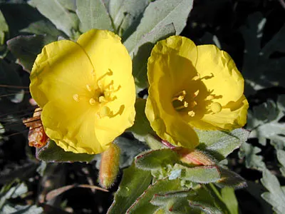 Beach Evening Primrose (Camissonia Cheiranthifolia) — which mirrors its natural coastal habitat