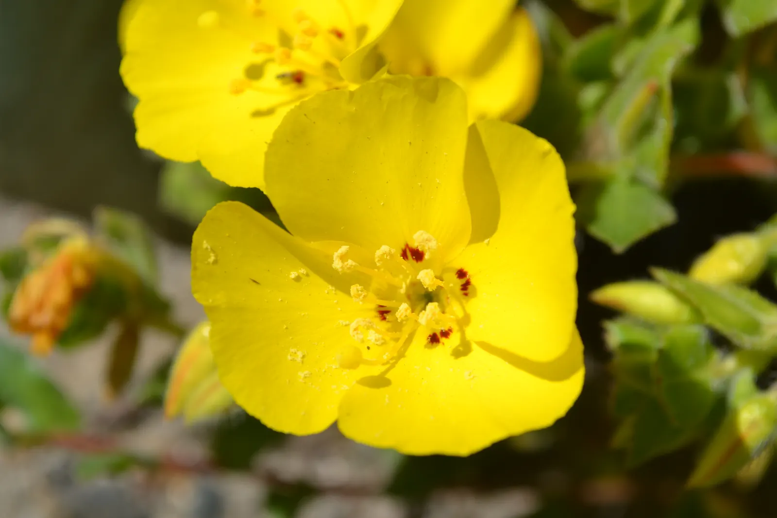 Beach Evening Primrose (Camissonia Cheiranthifolia) — this primrose prefers full sun exposure