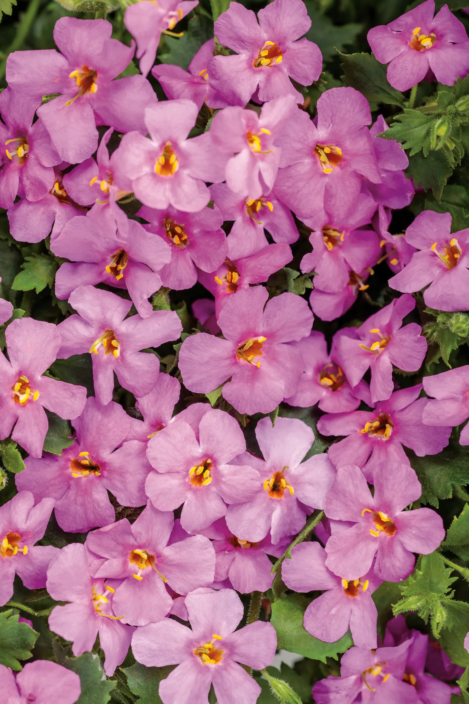 Bacopa (Sutera cordata) — making it especially useful where a low