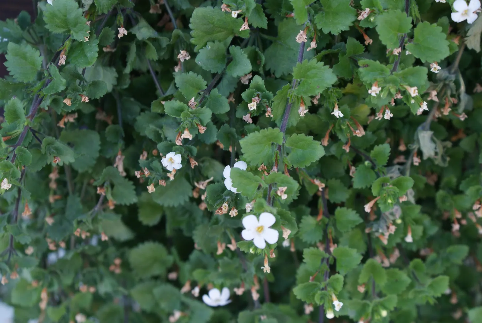 Bacopa (Sutera cordata) — so deadheading is not necessary