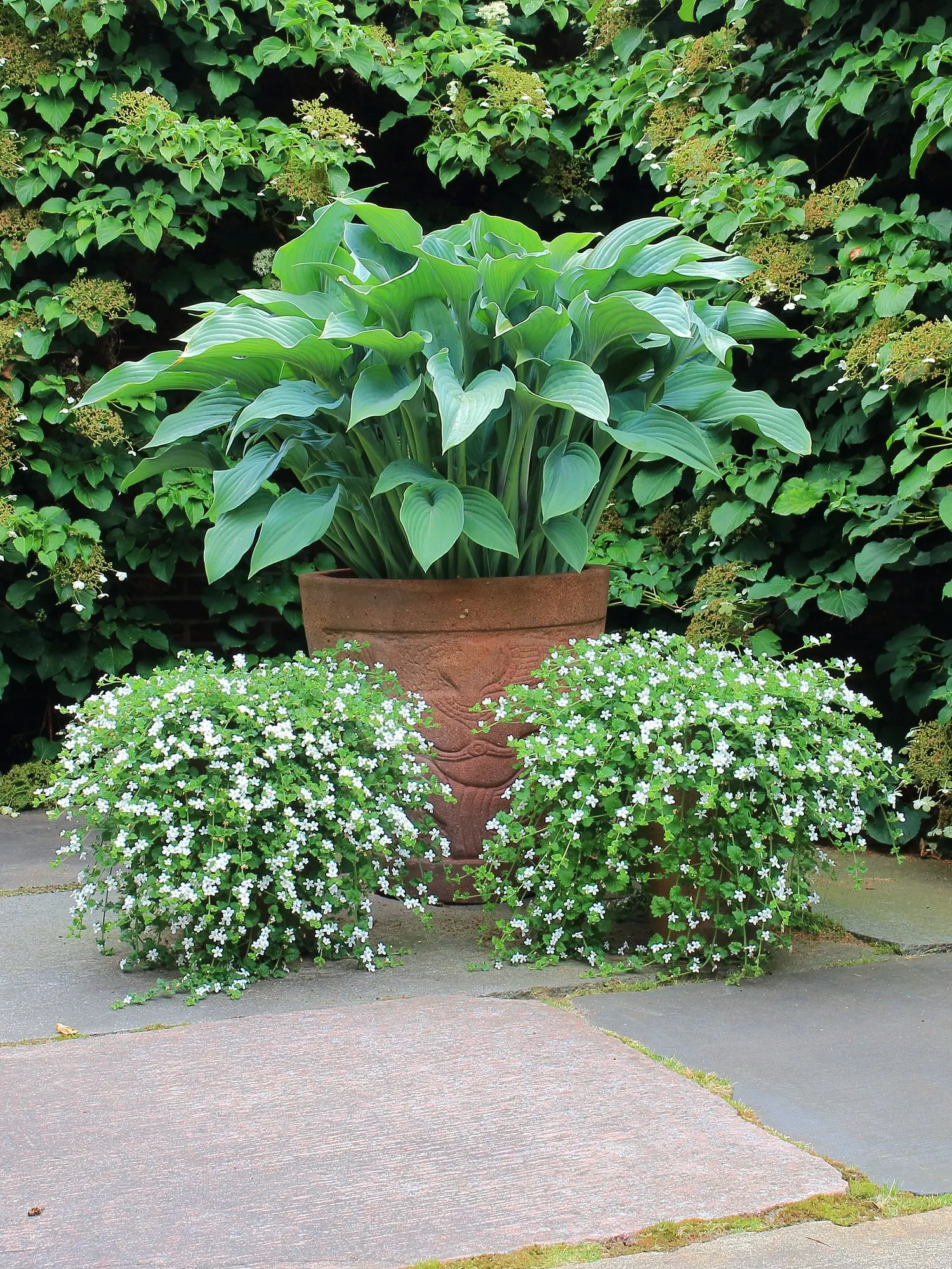 Bacopa (Sutera cordata) — Its pink blooms attract bees and bring a gentle, polished finish to both containers and landscape beds