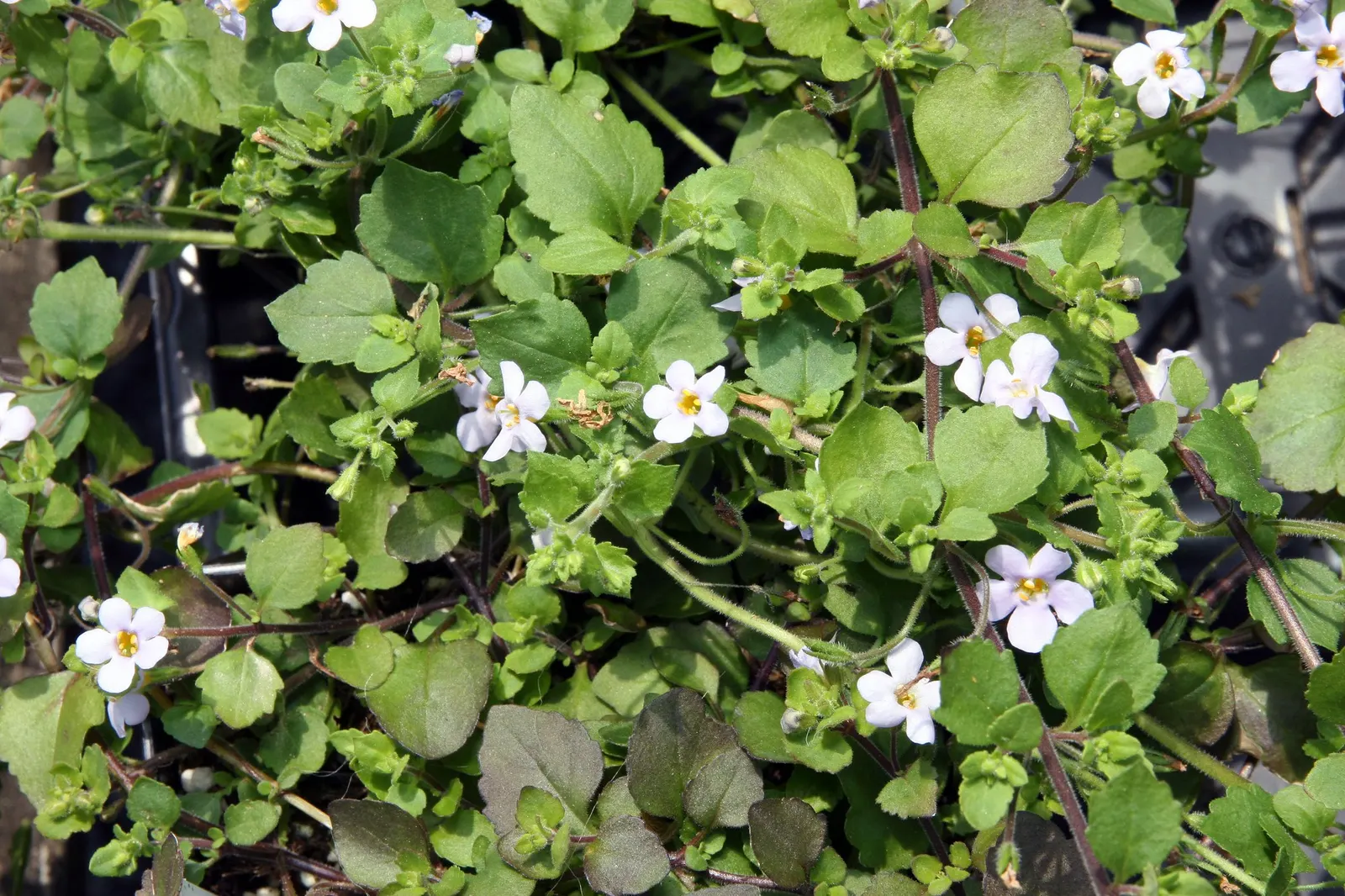 Bacopa (Sutera cordata) — floriferous display.<br><br>In design work