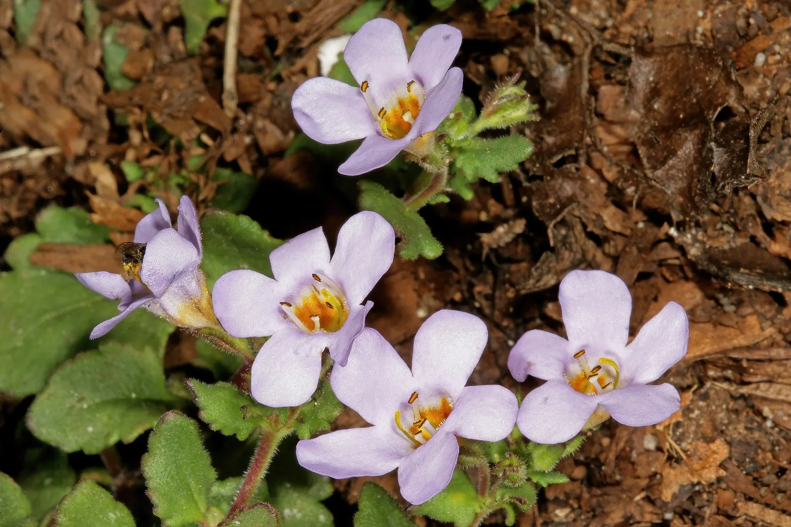 Bacopa (Sutera cordata) — mingling well with verbena