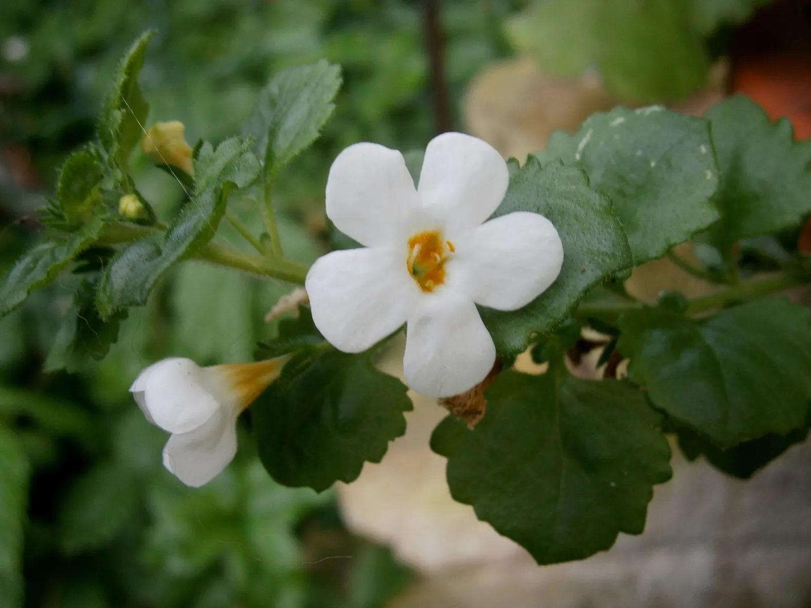 Bacopa (Sutera cordata) — it may not wilt visibly when dry; instead