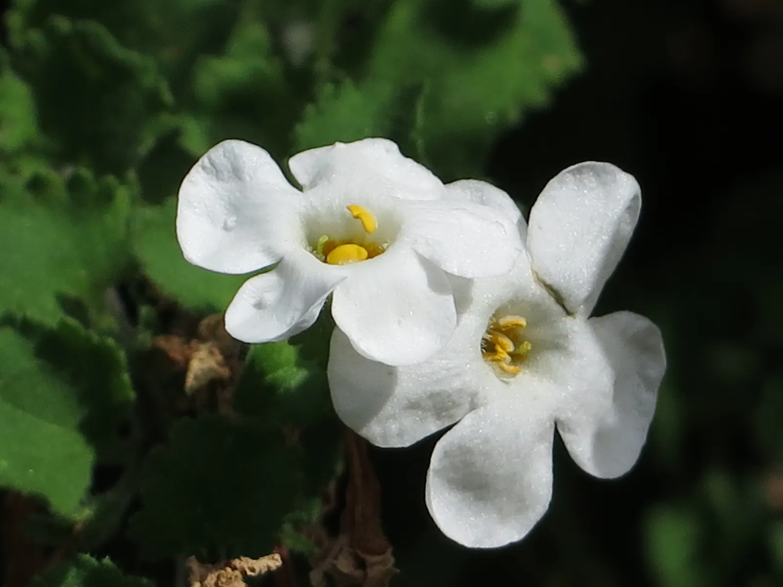 Bacopa (Sutera cordata) — with rebloom taking time to recover