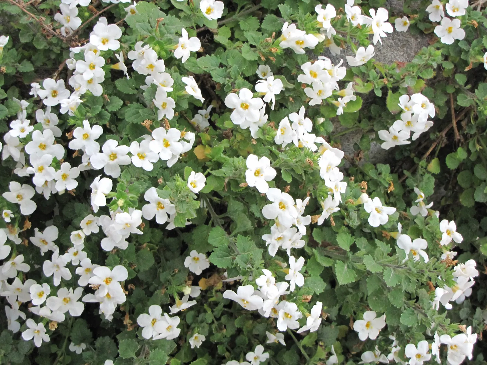 Bacopa (Sutera cordata) — It grows 4-10 inches tall and spreads 12-24 inches with a mounding, spilling habit; is a charming mounding-trailing annual from the