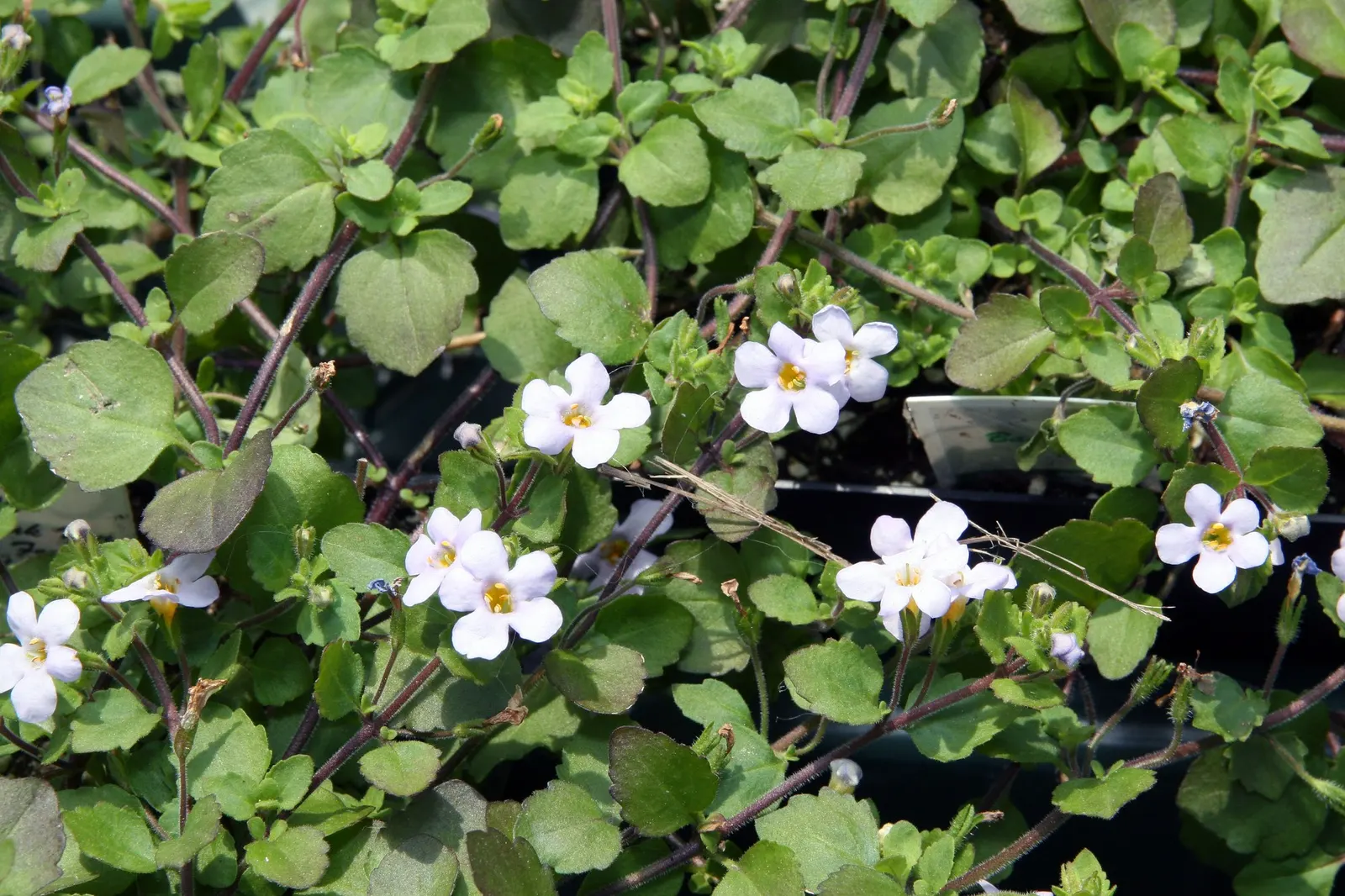 Bacopa (Sutera cordata) — Regular feeding in containers