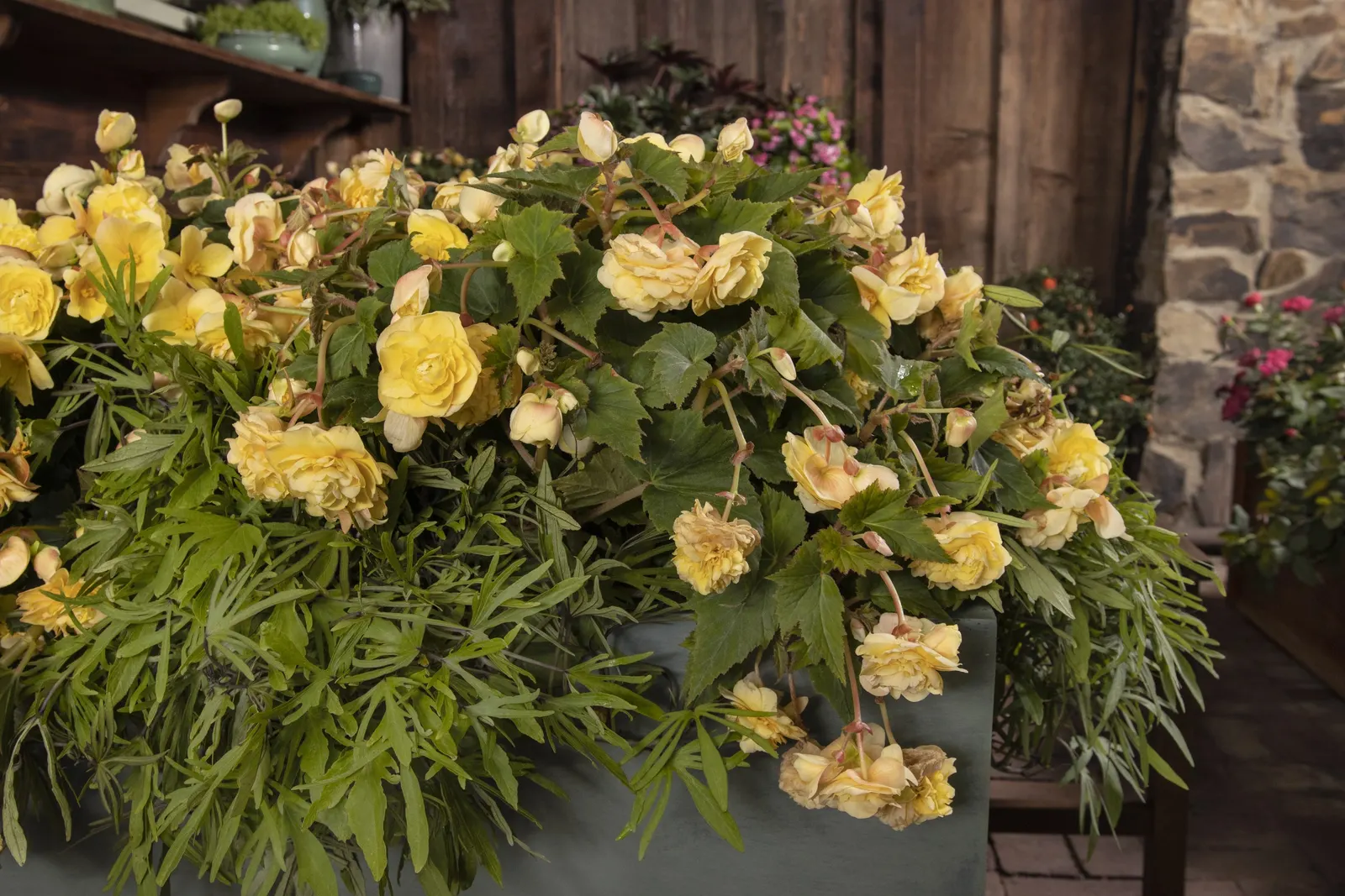 Primrose Begonia (Begonia tuberhybrida) — with flowers spilling delicately over pot rims and basket edges from planting until frost.<br><br>At maturity
