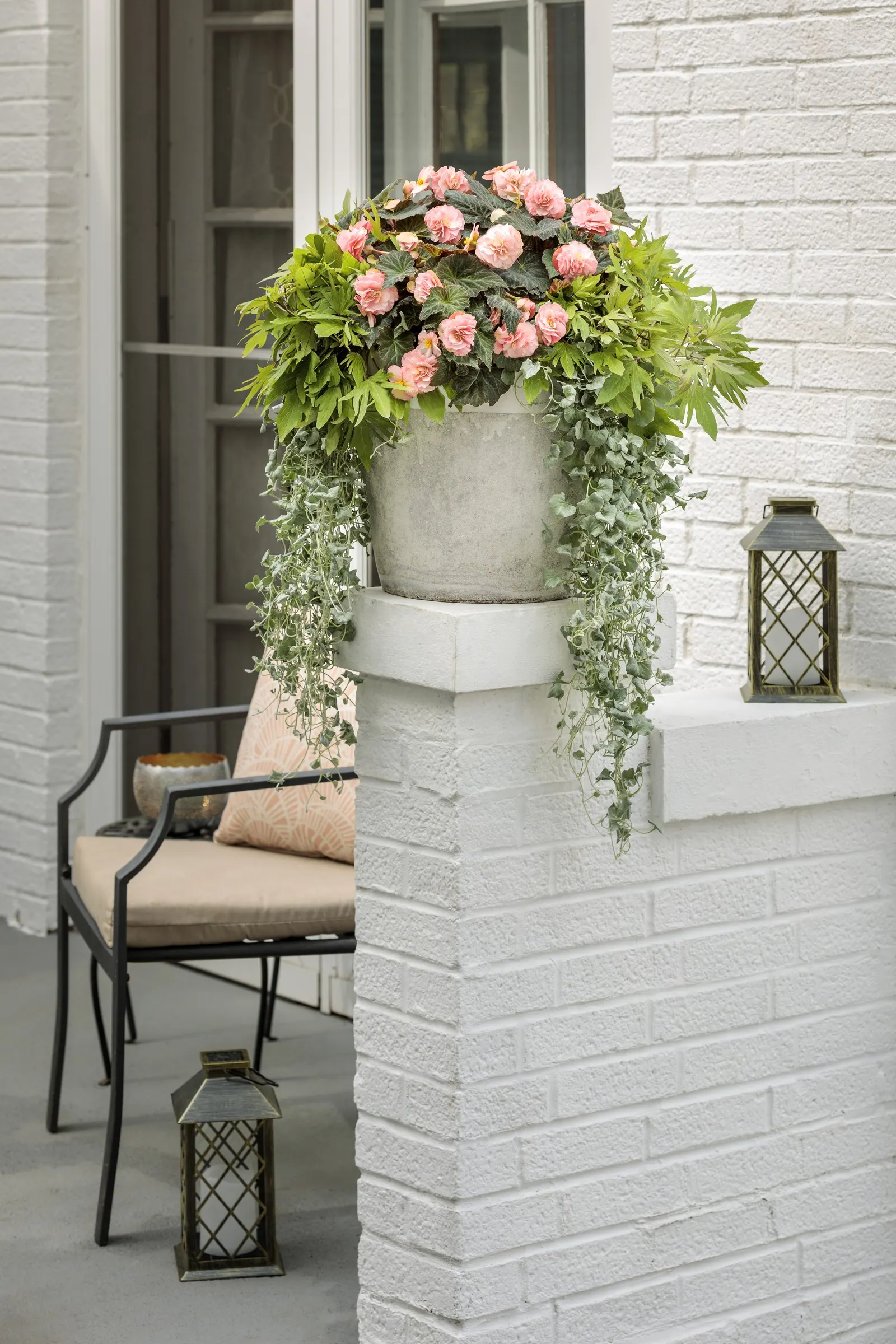 Blush Rose Begonia (Begonia tuberhybrida) — well-drained soil and excels as a spiller in containers and hanging baskets