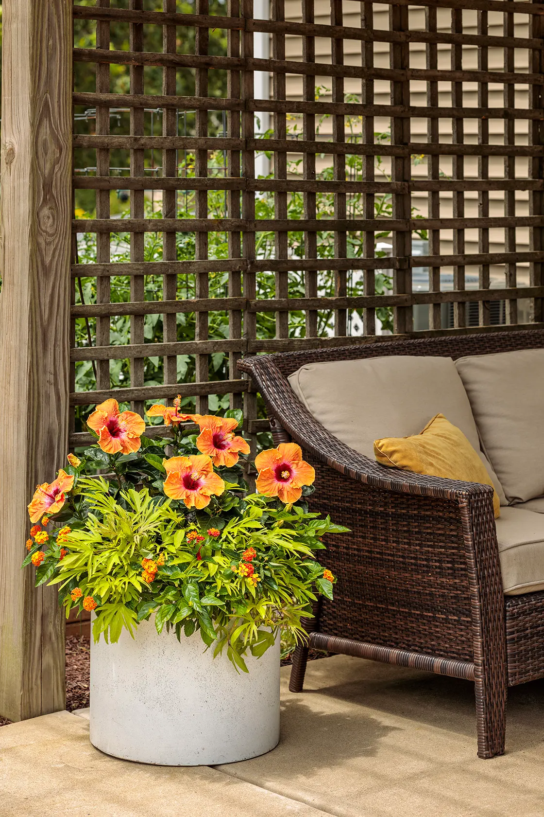 Medusa™ Green Ornamental Sweet Potato Vine (Ipomoea batatas) — It grows 6-12 inches tall and spreads 18-30 inches wide